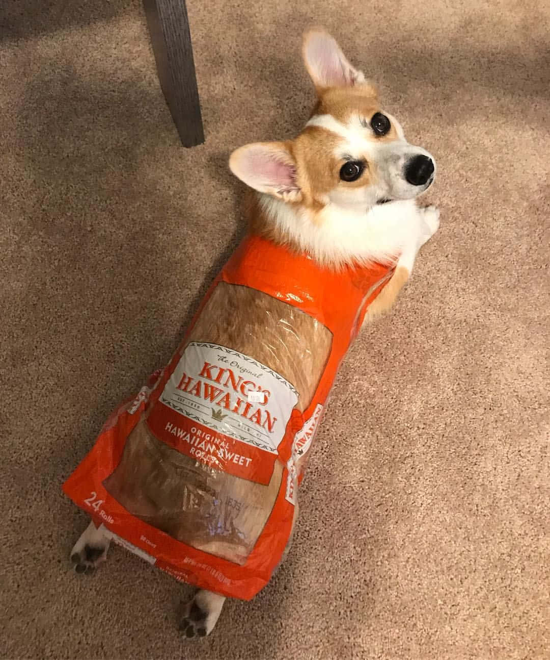 Corgi Funny 桌布 壁紙 — 一隻柯基犬穿著King Hawaiian麵包袋服裝，躺在米色地毯上向上看。