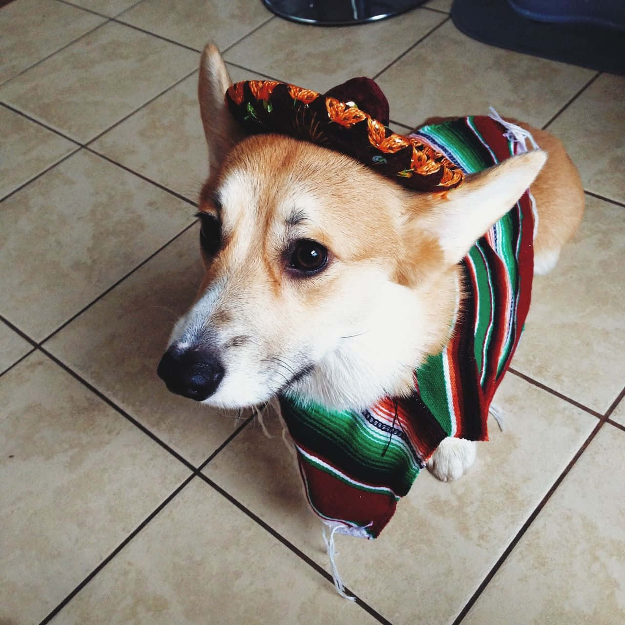Corgi Funny 桌布 壁紙 — 一隻柯基犬穿著色彩繽紛的條紋斗篷和裝飾帽，坐在瓷磚地板上。