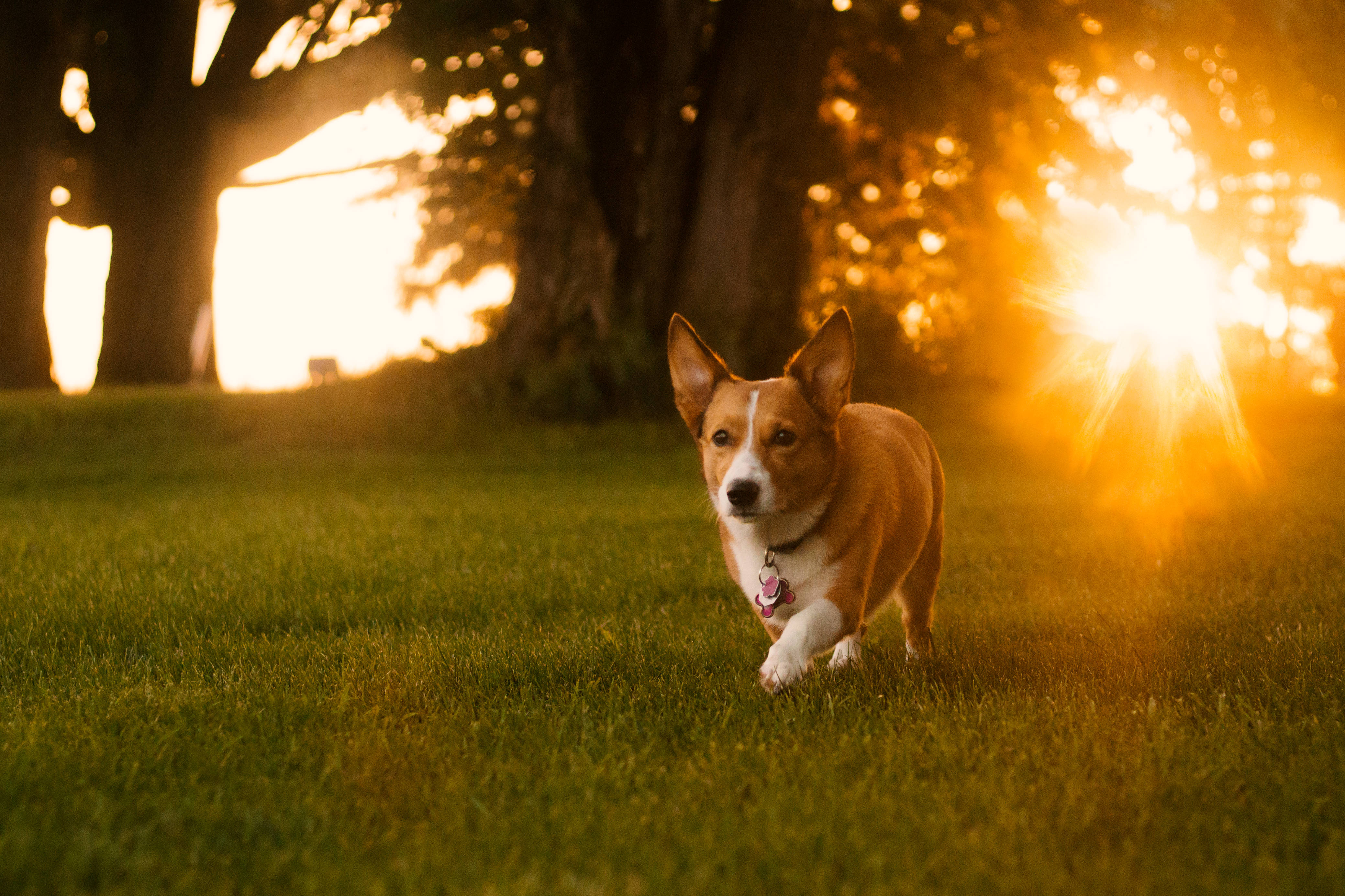 柯基 桌布 壁紙 — 一隻柯基犬穿過草地奔跑，身後樹木間透出金色夕陽光芒。