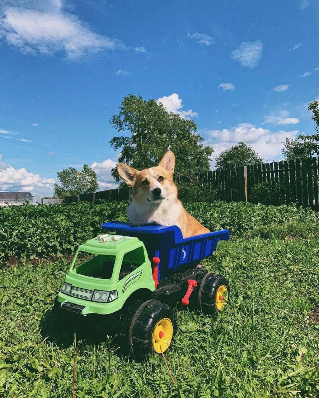 Corgi Funny 桌布 壁紙 — 一隻柯基犬自豪地坐在一輛停泊在陽光明媚的草地上、藍天白雲下的綠色和藍色玩具自卸車上。