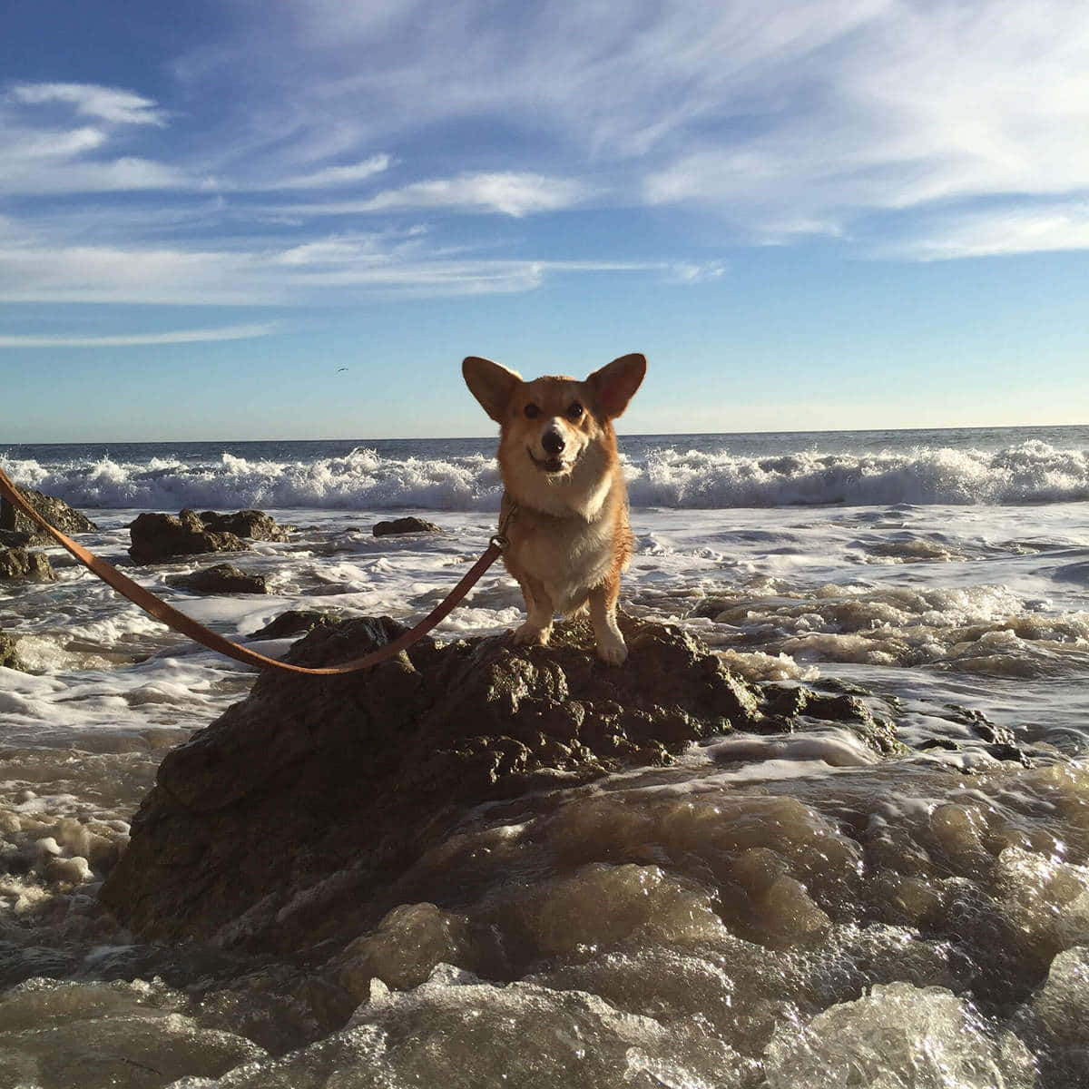 狗 桌布 壁紙 — 一隻柯基犬自豪地站在濕漉漉的岩石上，海浪在牠周圍拍打，明亮的藍天下有縷縷白雲。