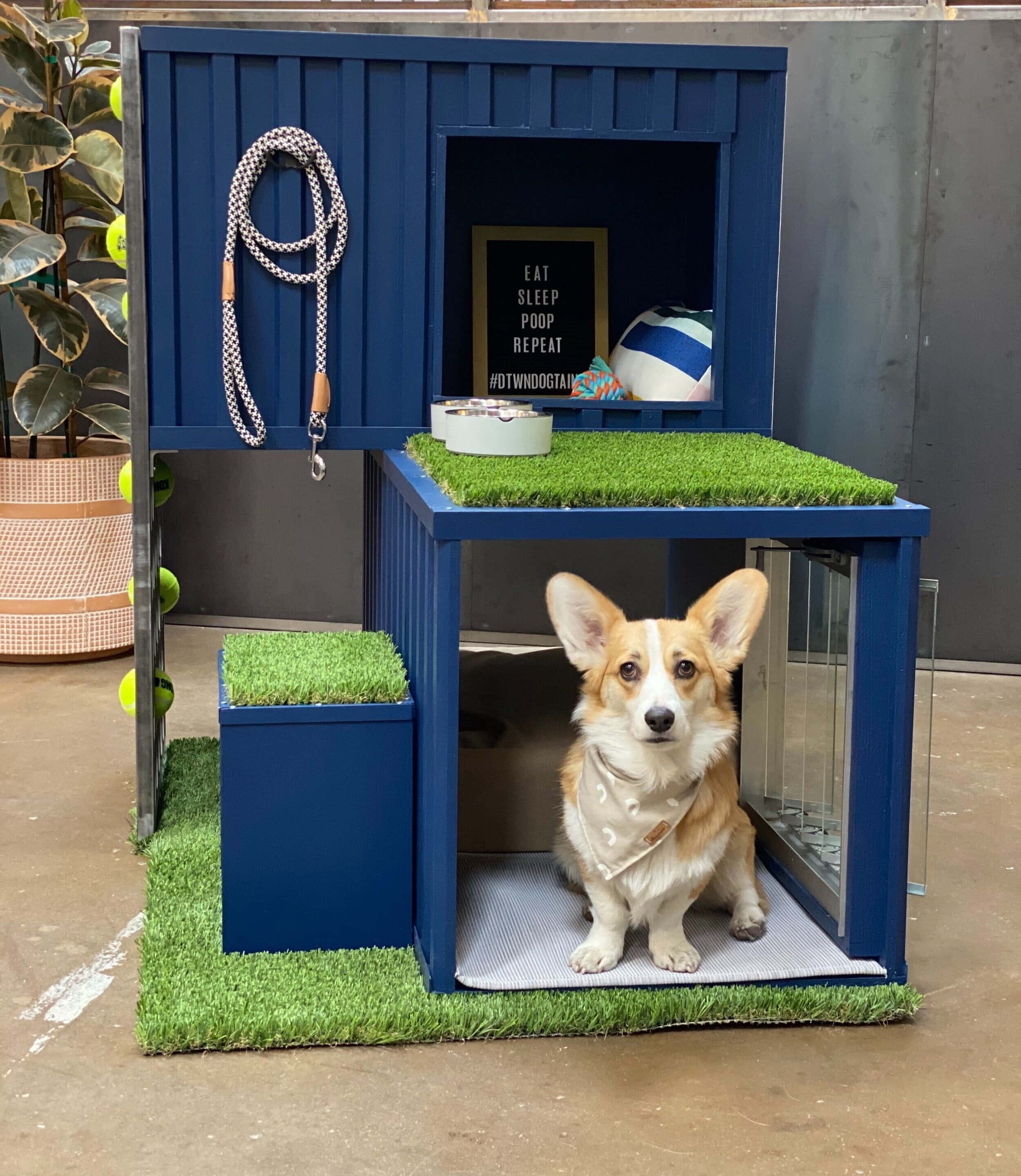 狗 桌布 壁紙 — 一隻柯基犬警覺地坐在時尚的藍色狗屋內，地板鋪有人造草，還有一塊寫著eat sleep poop repeat的黑板。