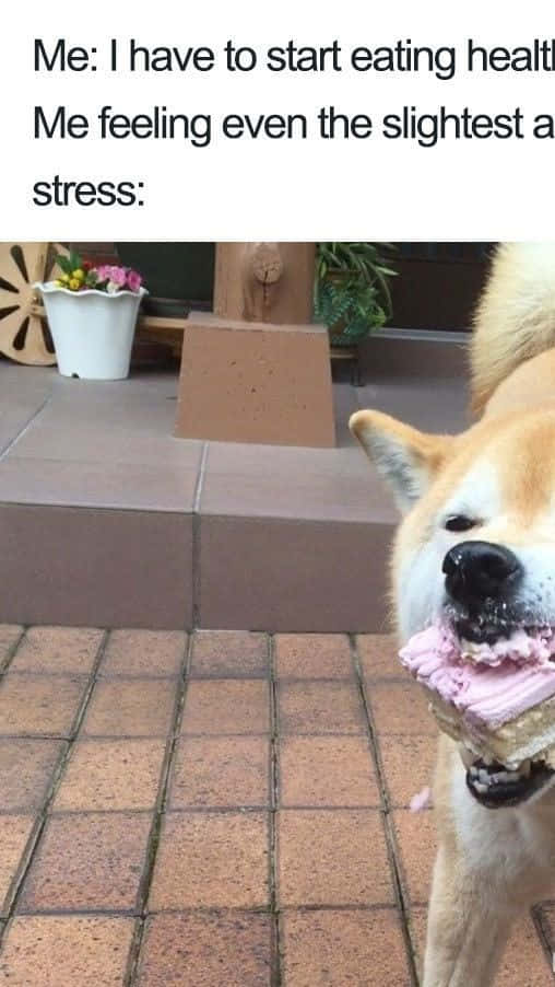 Food Memes 桌布 壁紙 — 一隻柴犬在磁磚露臺上開心咀嚼粉紅色糖霜蛋糕，帶有幽默迷因覆蓋層。