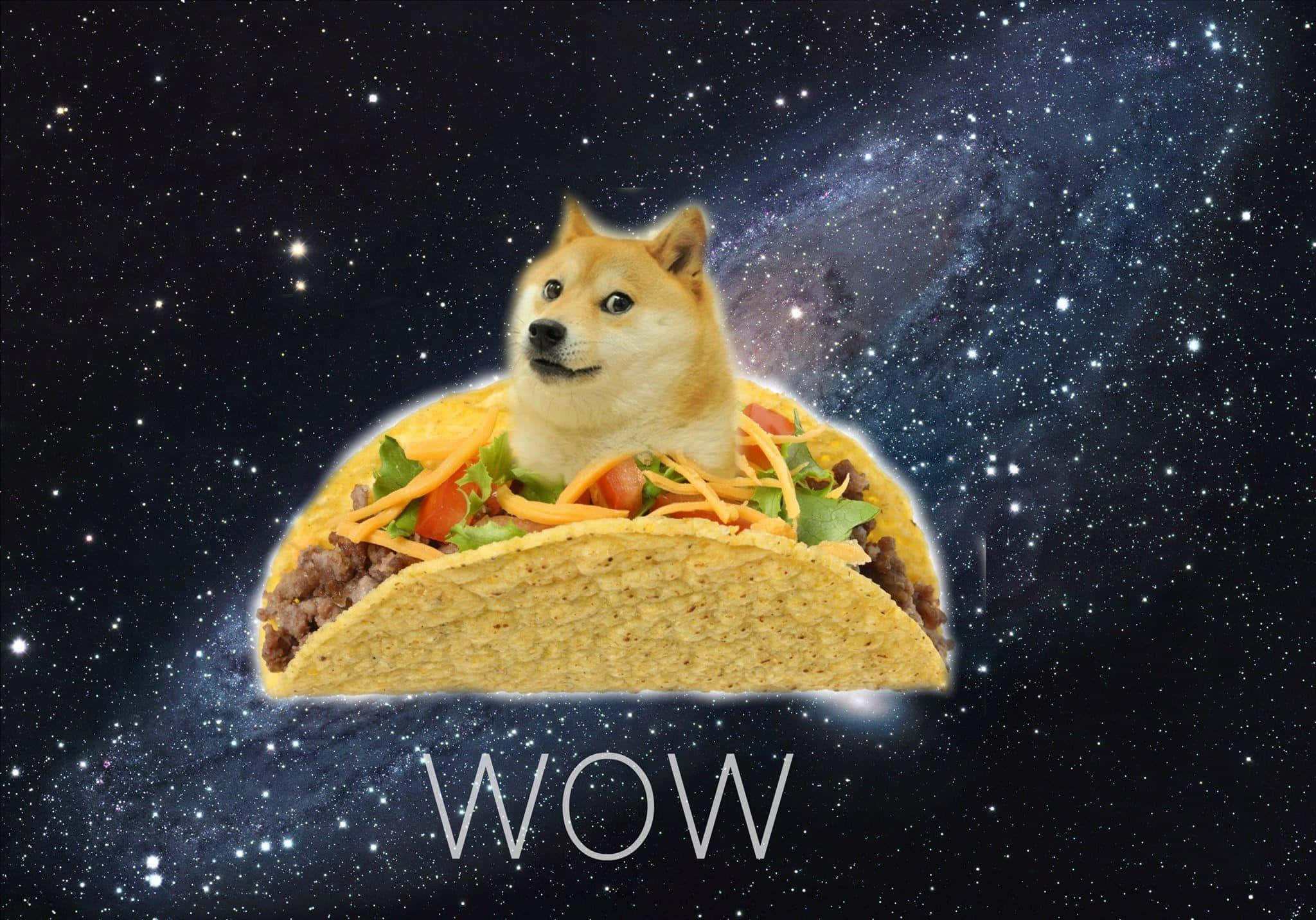 Taco 桌布 壁紙 — 一隻柴犬坐在一個裝滿肉、生菜、番茄和起司的墨西哥捲餅內，漂浮在滿佈星星的銀河中，下方有WOW字樣。