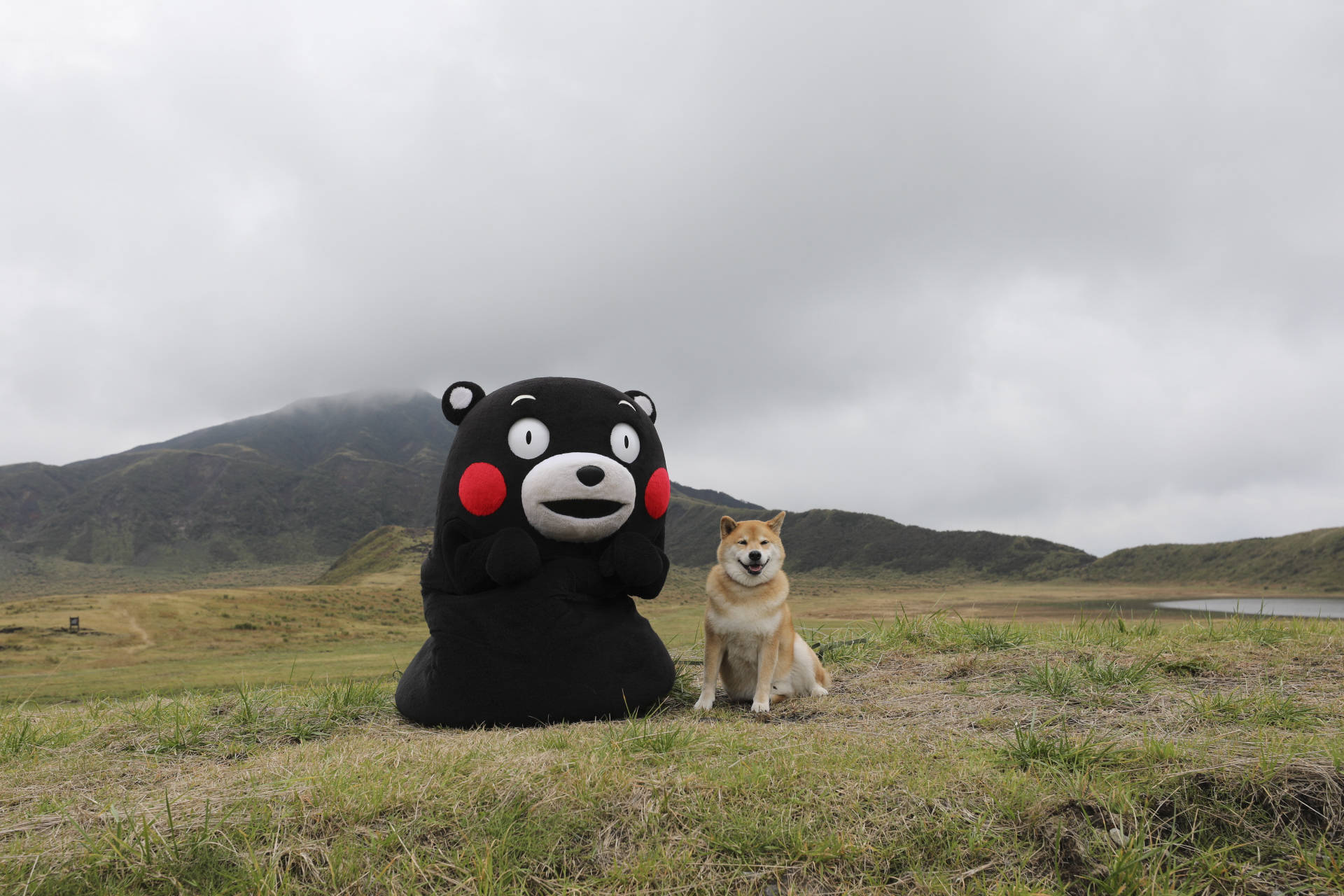 熊本熊 桌布 壁紙 — 一隻柴犬坐在草地上，旁邊有一個大型黑色熊本熊吉祥物，背景是霧濛濛的山脈和陰天。