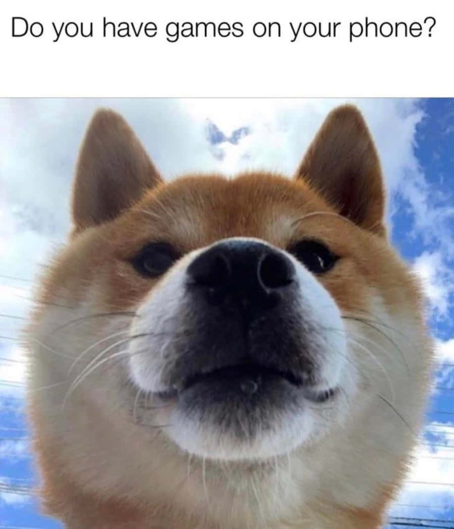 狗 桌布 壁紙 — 一隻柴犬的特寫，表情好奇，背景是藍天白雲。