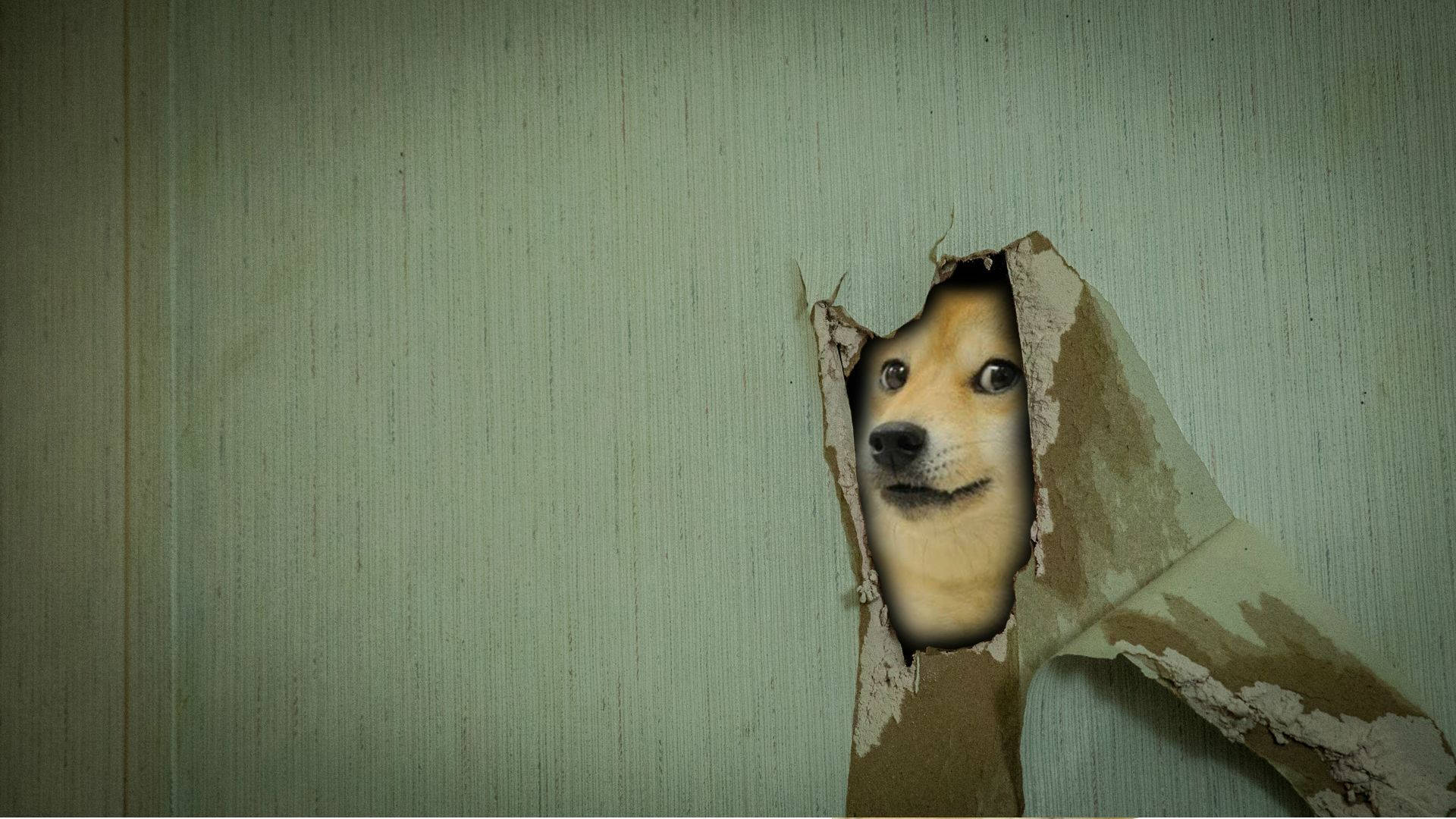 Doge 桌布 壁紙 — 一隻柴犬的臉從褪色綠色壁紙的破洞中探出。