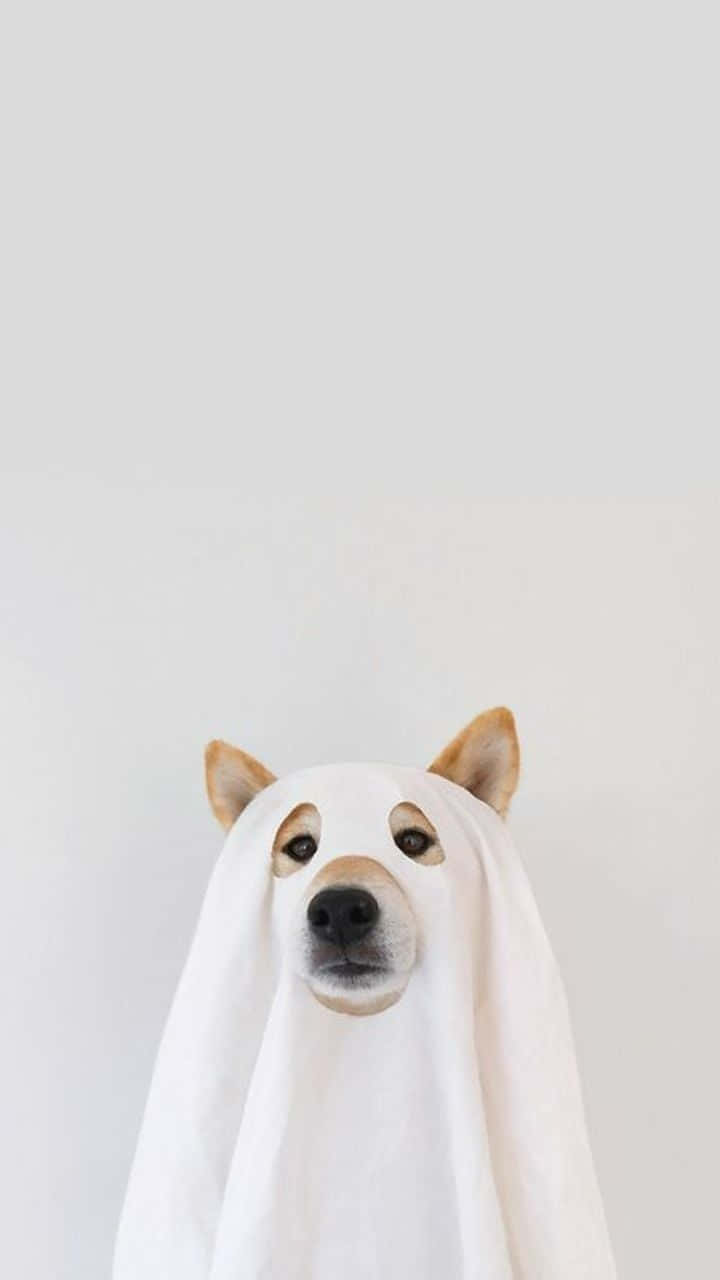 Cute Aesthetic Dog 桌布 壁紙 — 一隻柴犬穿著白色鬼魂服裝，在純淺灰色背景下直視鏡頭。