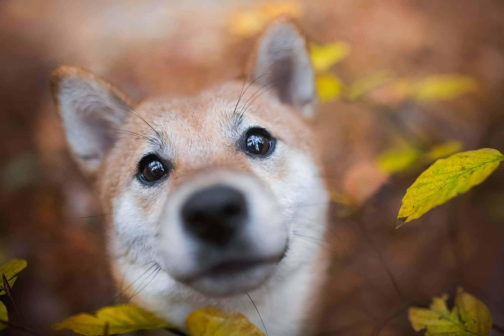 動物 桌布 壁紙 — 一隻柴犬透過秋葉窺視的特寫，眼睛明亮而充滿好奇。