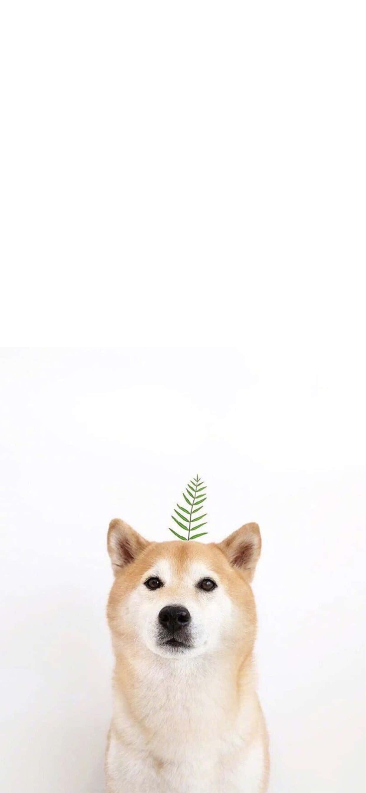 桌布 壁紙 — 一隻柴犬頭上頂著一片綠色蕨葉，背景為純白色。