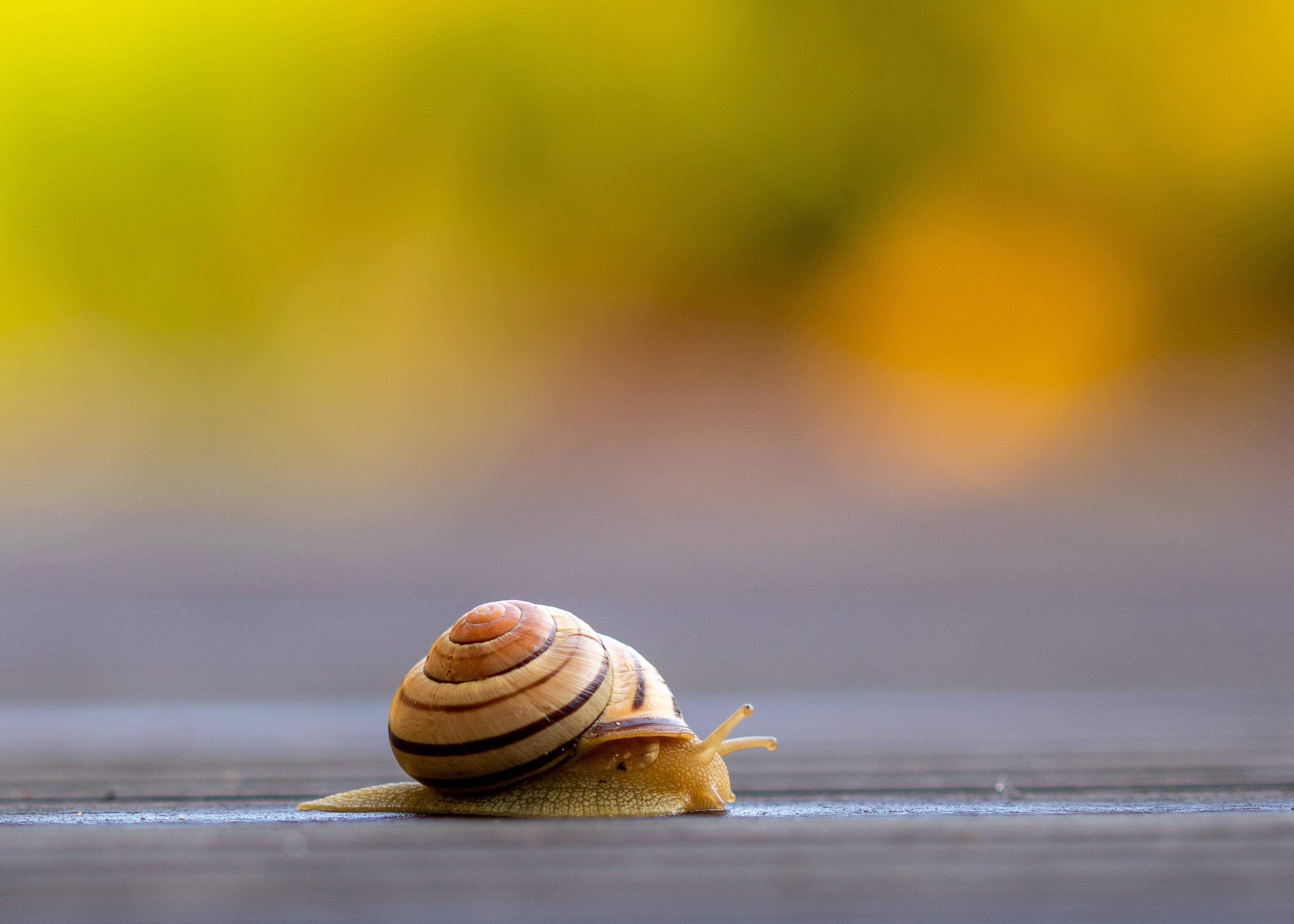 Snail 桌布 壁紙 — 一隻條紋蝸牛在木質表面上緩慢爬行的特寫，背景為柔和的黃色模糊效果。