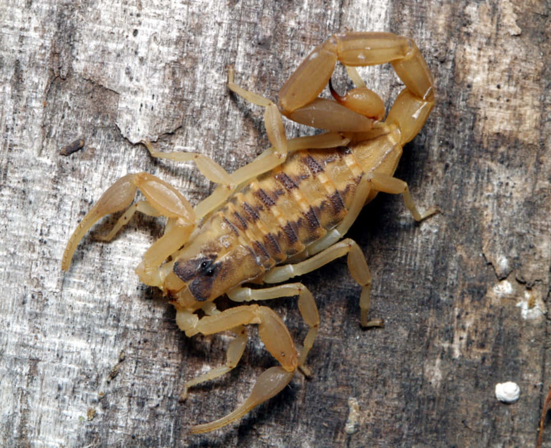 scorpion 桌布 壁紙 — 一隻條紋蠍子緊貼粗糙紋理的樹皮，高舉鉗子的詳細特寫。