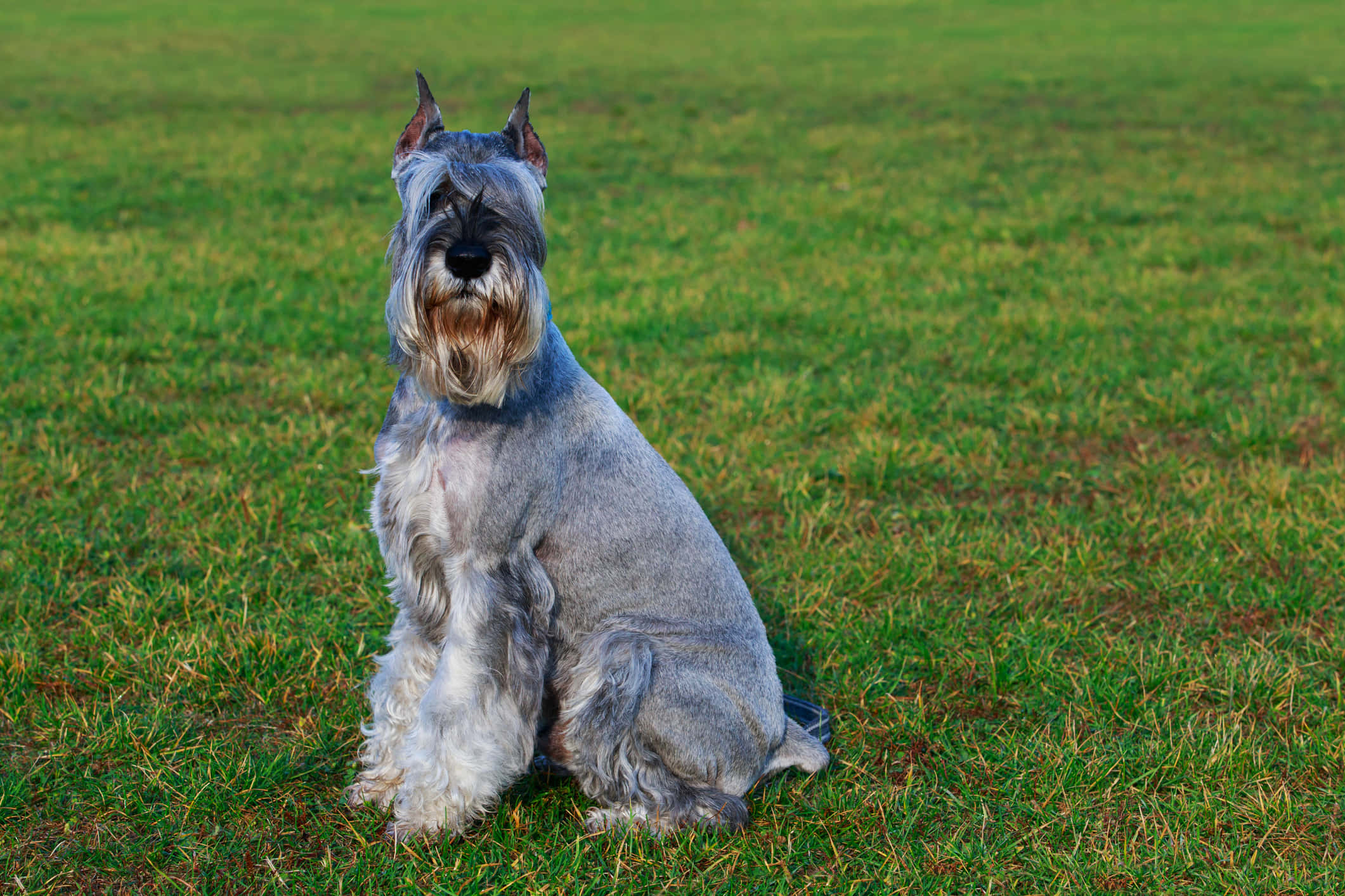 Schnauzer 桌布 壁紙 — 一隻梳理整齊的銀色雪納瑞在柔和日光下警覺地坐在充滿活力的綠色草地上。