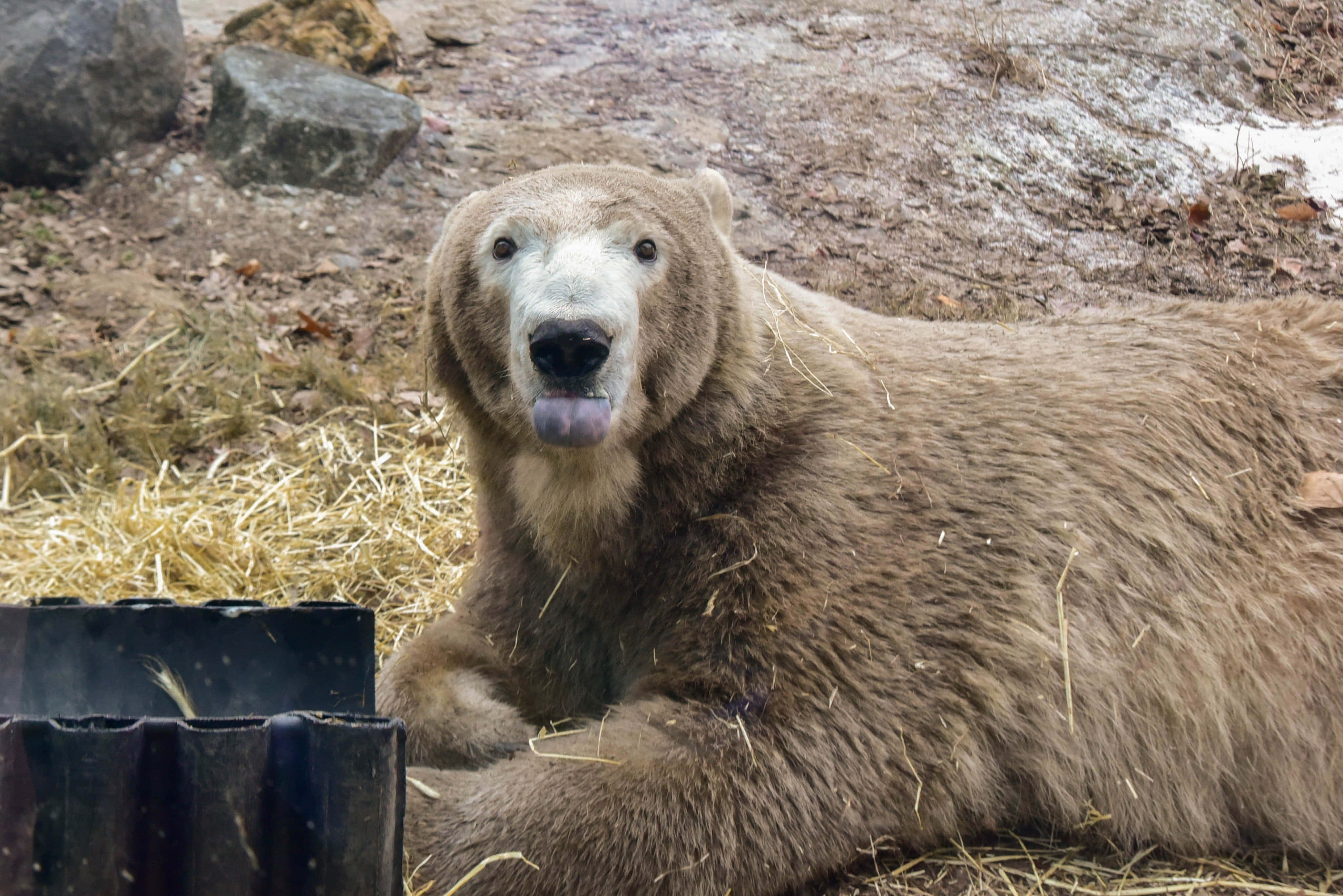 熊 桌布 壁紙 — 一隻棕熊在動物園的圍欄裡，躺在稻草上伸出舌頭，周圍是岩石和乾草。