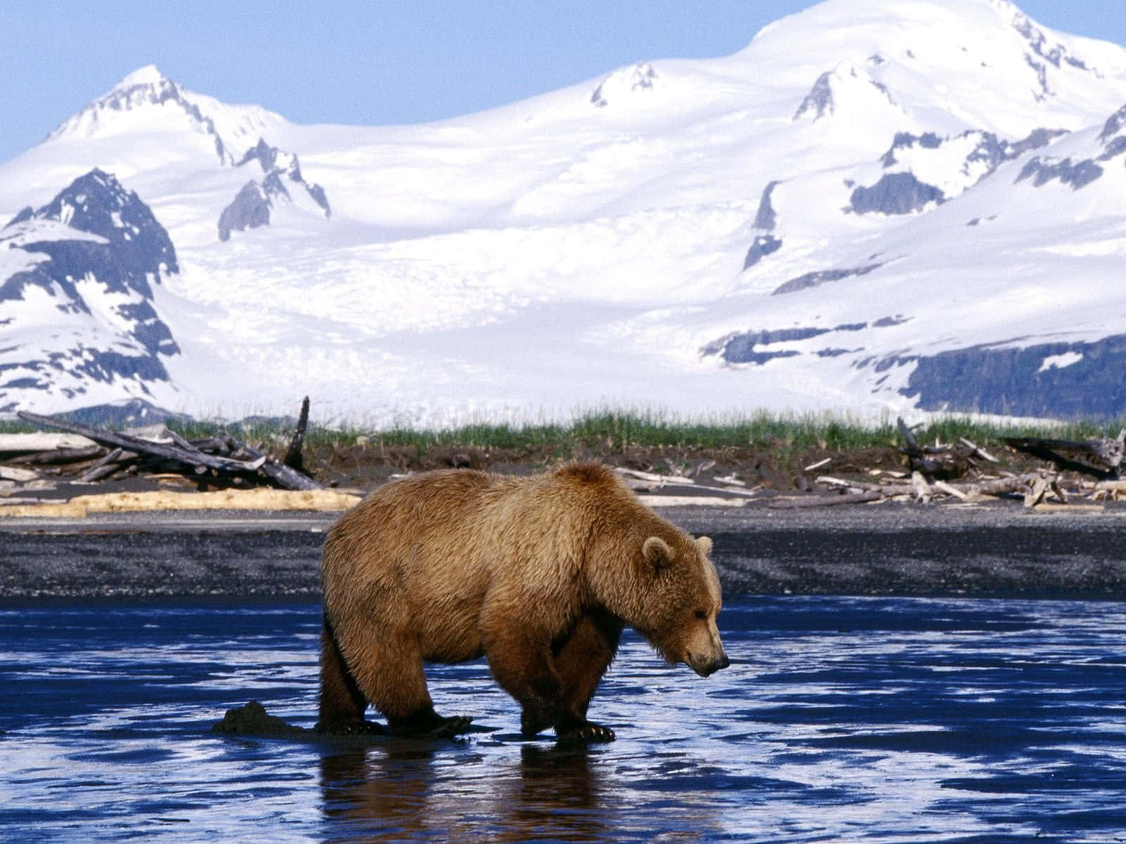 Brown Bear 桌布 壁紙 — 一隻棕熊在平靜的藍色水中涉水而行，背後是白雪覆蓋的山脈，在晴朗的天空下聳立。