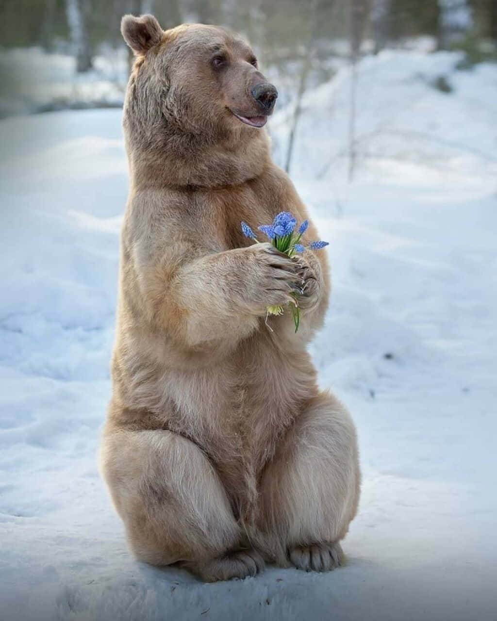 bear love 桌布 壁紙 — 一隻棕熊在雪地森林中直立坐著，手持一小束藍色花朵。