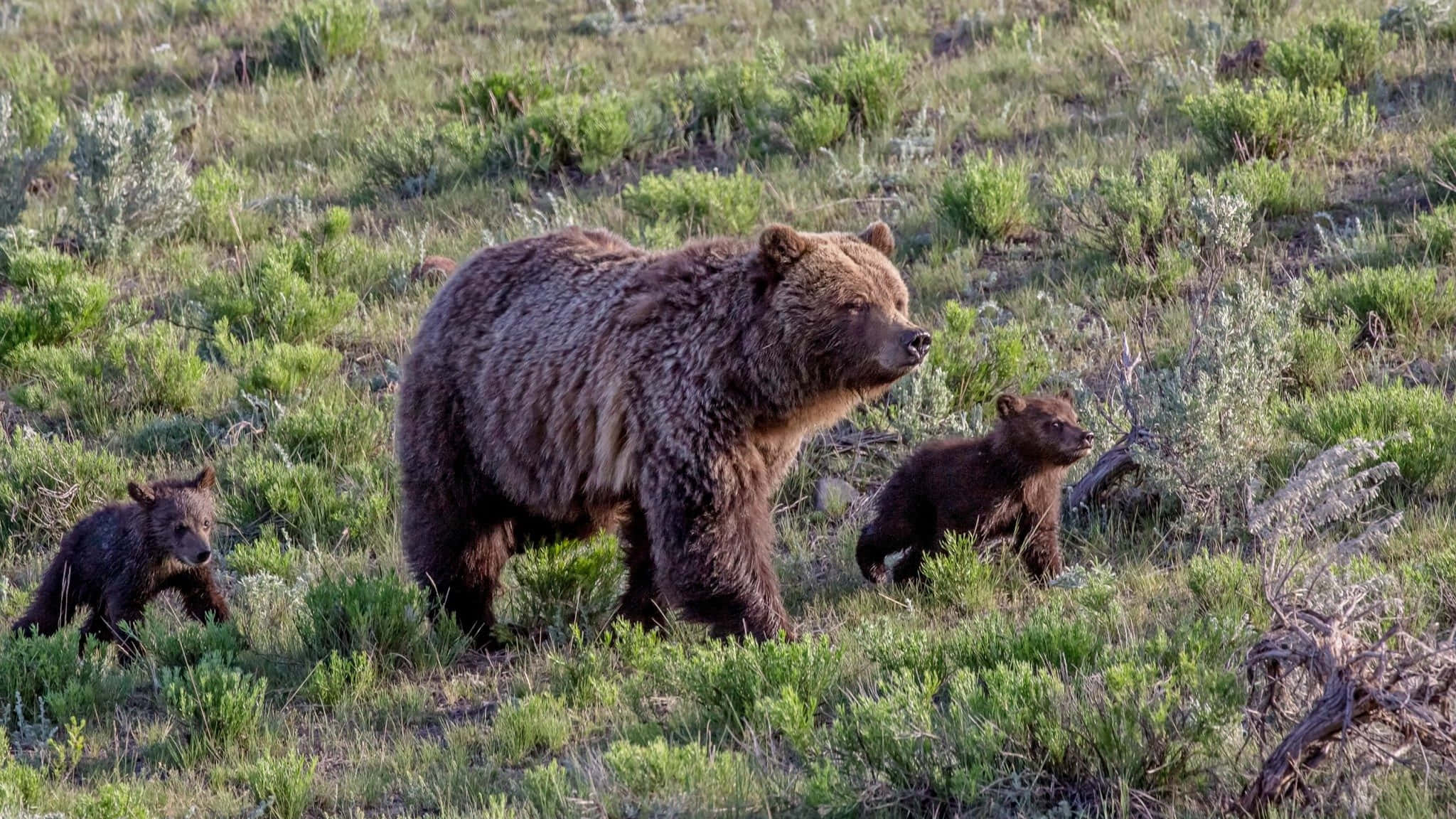 Yellowstone 桌布 壁紙 — 一隻棕熊媽媽和她的兩隻幼崽在陽光普照、長滿山艾的草地上行走。