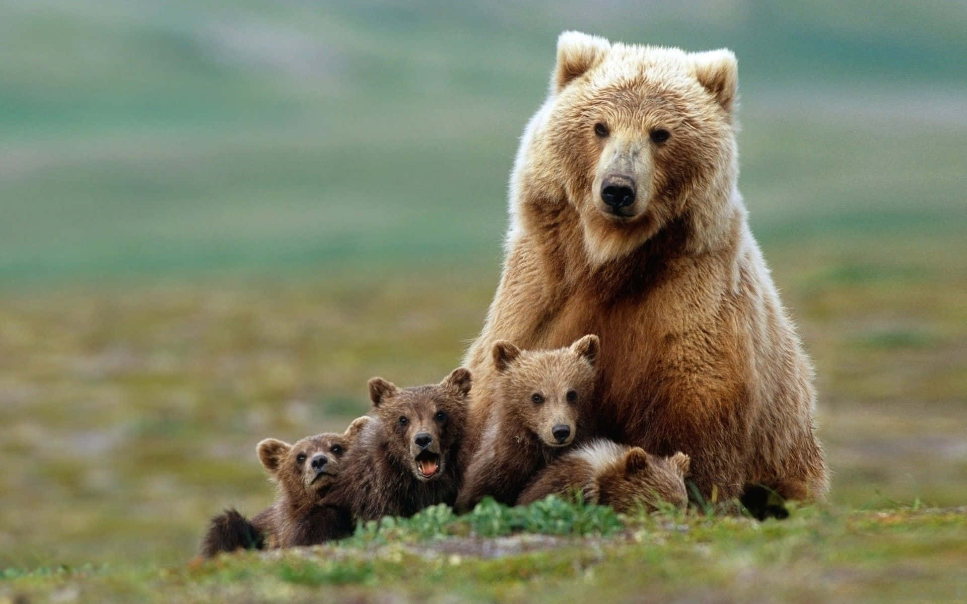 baby animal 桌布 壁紙 — 一隻棕熊媽媽和她的幼崽一起坐在草地上，柔和自然光線。
