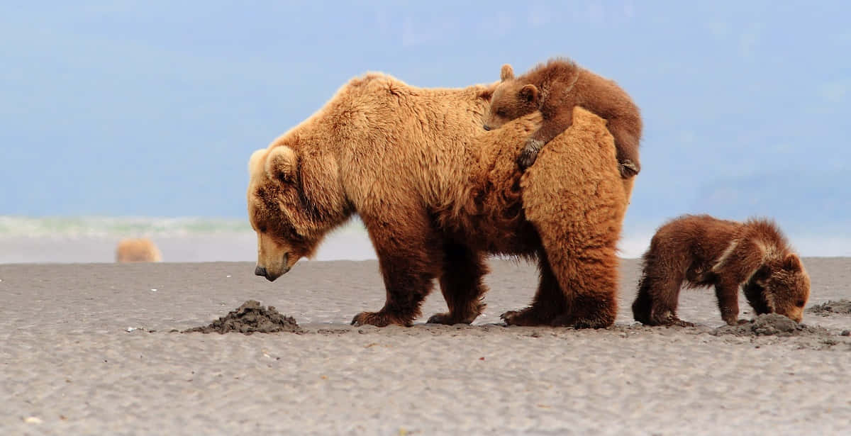Brown Bears 桌布 壁紙 — 一隻棕熊媽媽和她的幼崽在有霧的海灘上覓食，其中一隻幼崽騎在她的背上。