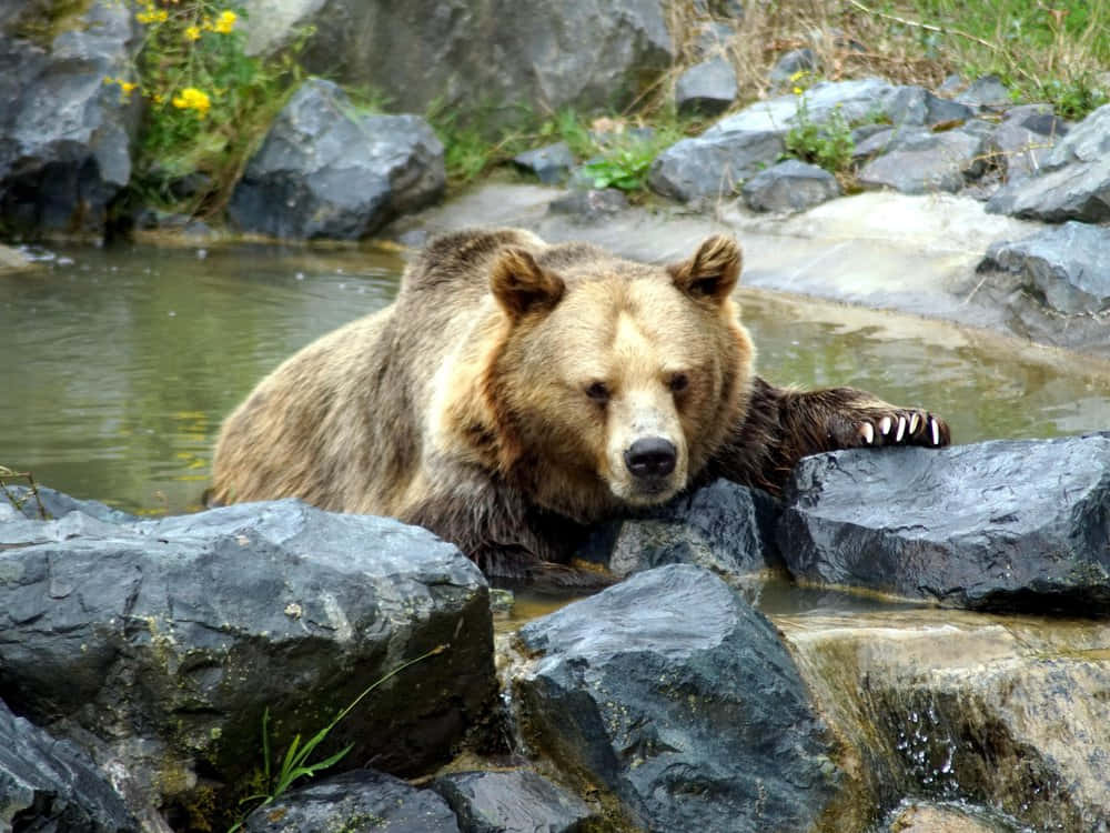 grizzly bear 桌布 壁紙 — 一隻棕熊將爪子擱在淺溪旁的石頭上，周圍是長滿苔蘚的石頭和黃色野花。