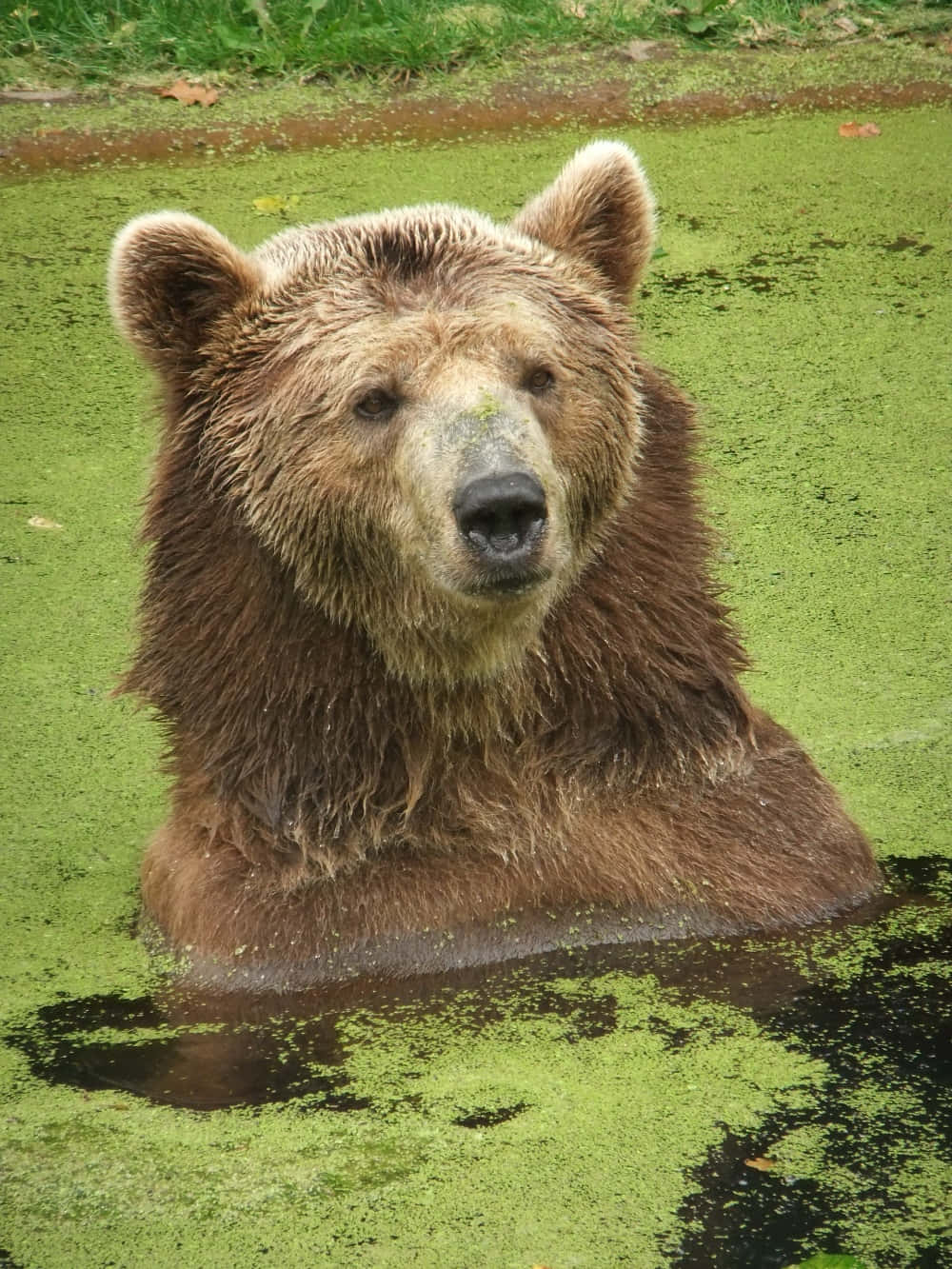 Brown Bear 桌布 壁紙 — 一隻棕熊從佈滿鮮綠色藻類的池塘中浮出，冷靜地直視鏡頭。