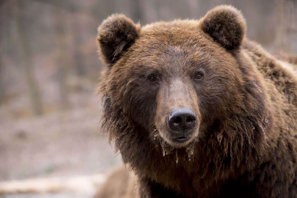 Brown Bears 桌布 壁紙 — 一隻棕熊的特寫，毛髮濕潤，口鼻上有冰滴，在模糊的森林背景中專注地凝視。