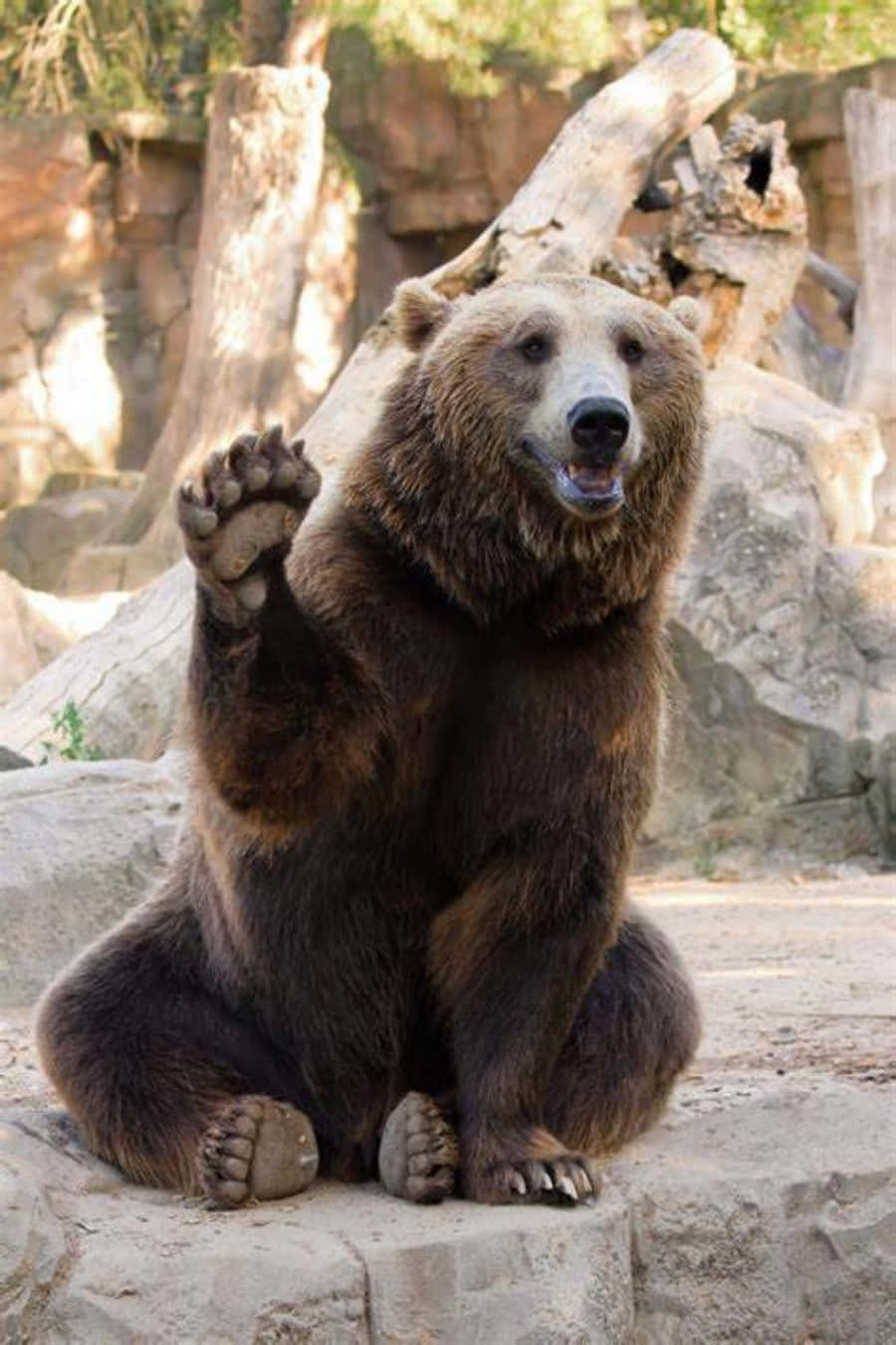 Zoo Animal 桌布 壁紙 — 一隻棕熊直立在岩石上，在陽光照耀的圍欄內友善地揮動爪子。