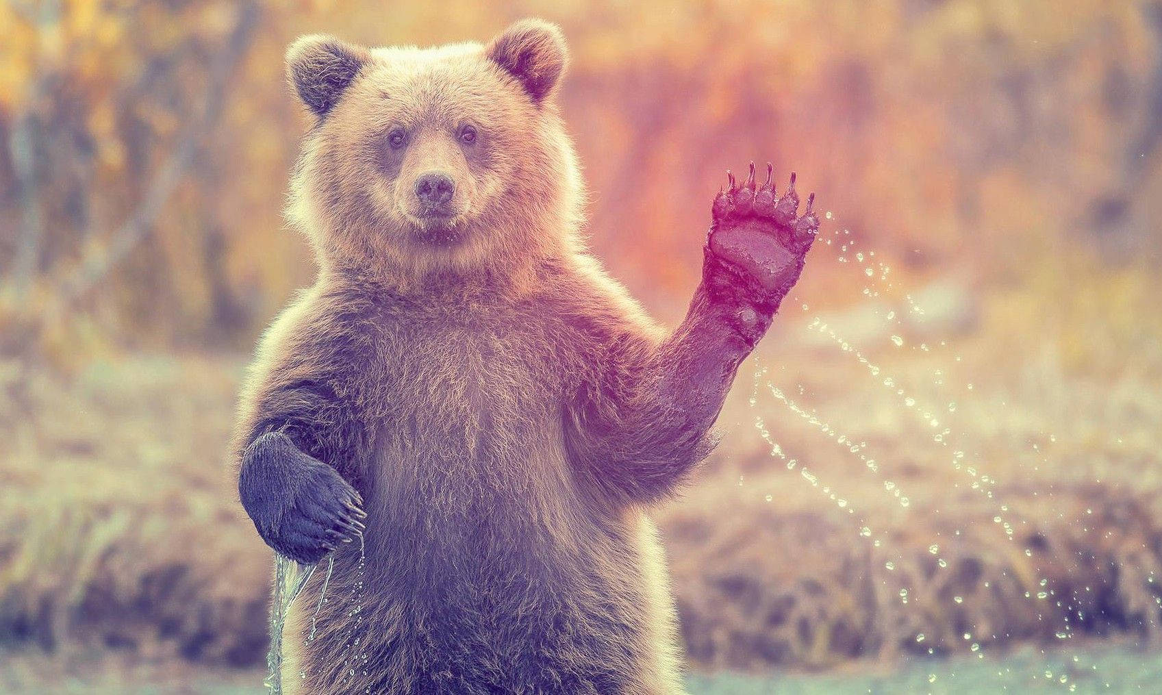 動物星球 桌布 壁紙 — 一隻棕熊直立站著，用一隻爪子潑水，背景是溫暖的秋日森林。