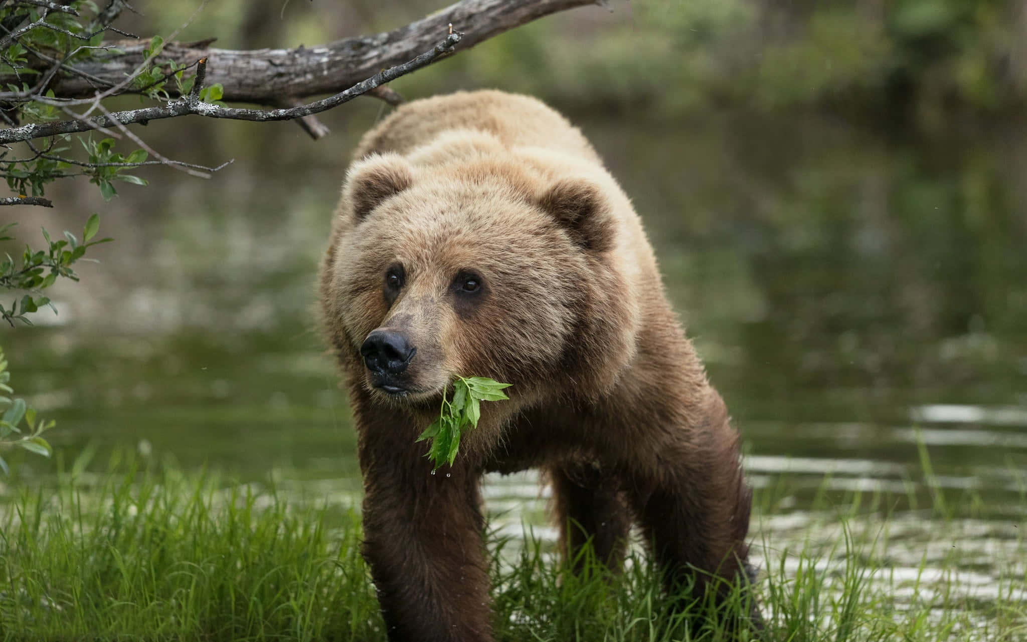 Kodiak Bear 桌布 壁紙 — 一隻棕熊站在淺水中，嘴裡叼著綠葉，靠近長滿草的河岸和懸垂的樹枝。
