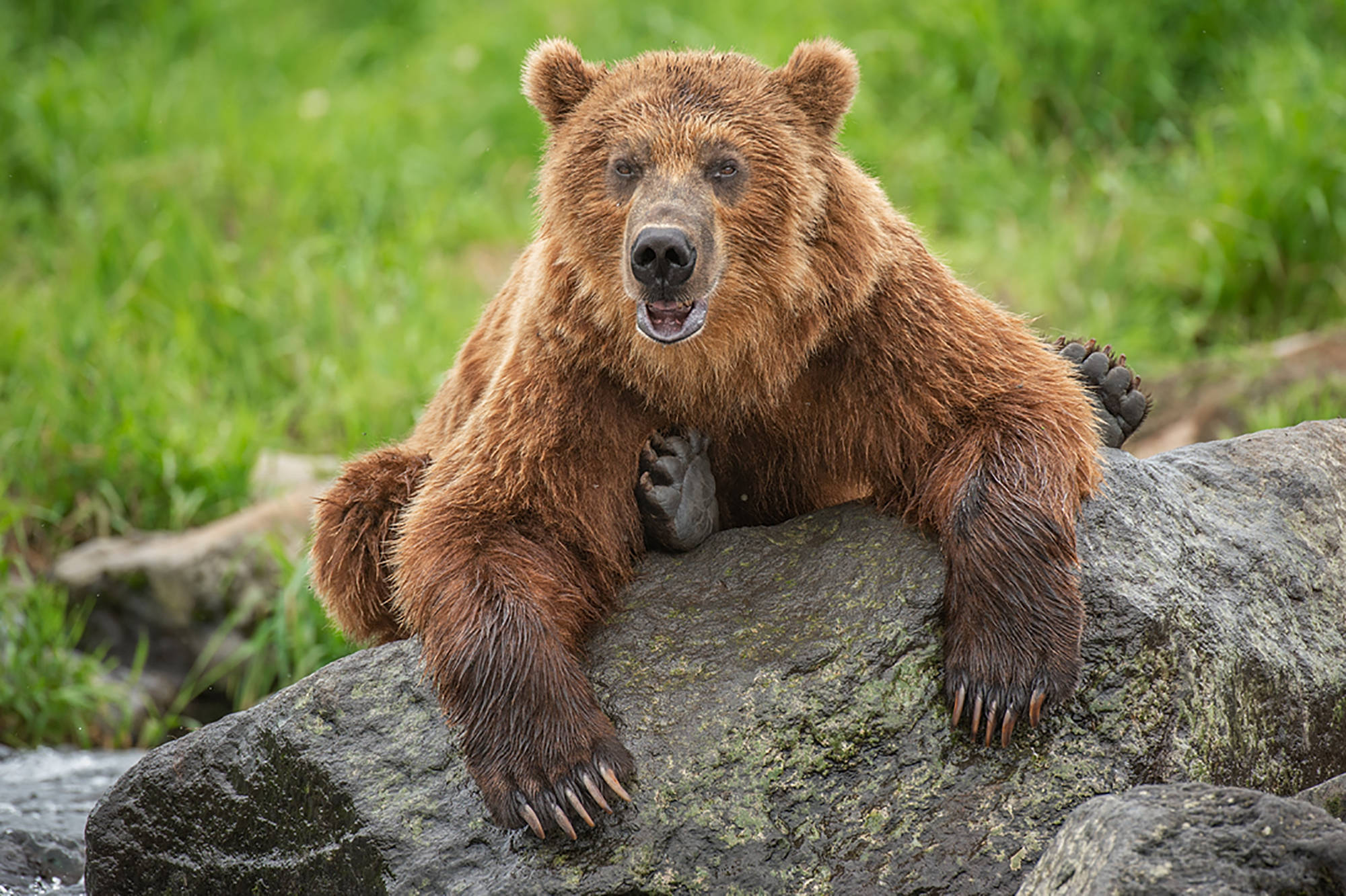 Cute Brown Bear 桌布 壁紙 — 一隻棕熊躺在長滿苔蘚的石頭上，背景是草地，直視觀眾。