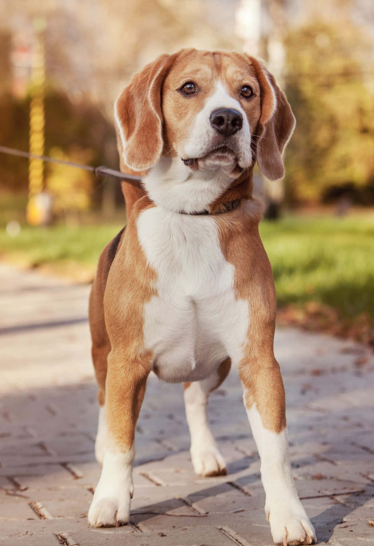 米格魯 桌布 壁紙 — 一隻棕白相間的比格犬在鋪砌的小徑上警覺地站立，周圍有秋葉和模糊的樹木，沐浴在溫暖的金色光線中。
