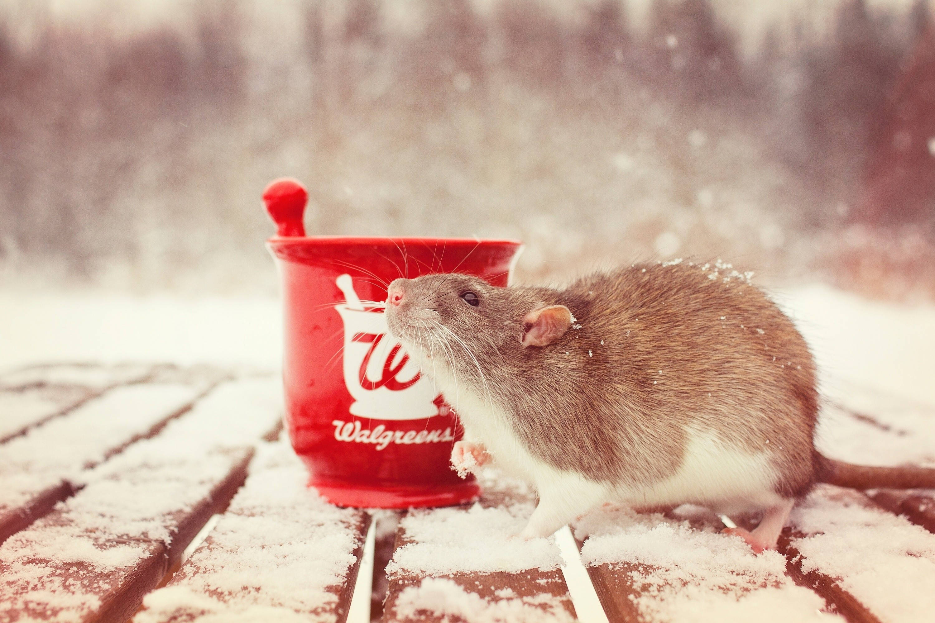 雪 桌布 壁紙 — 一隻棕白相間的老鼠好奇地嗅著冬天雪覆木桌上的一個紅色Walgreens杯子。