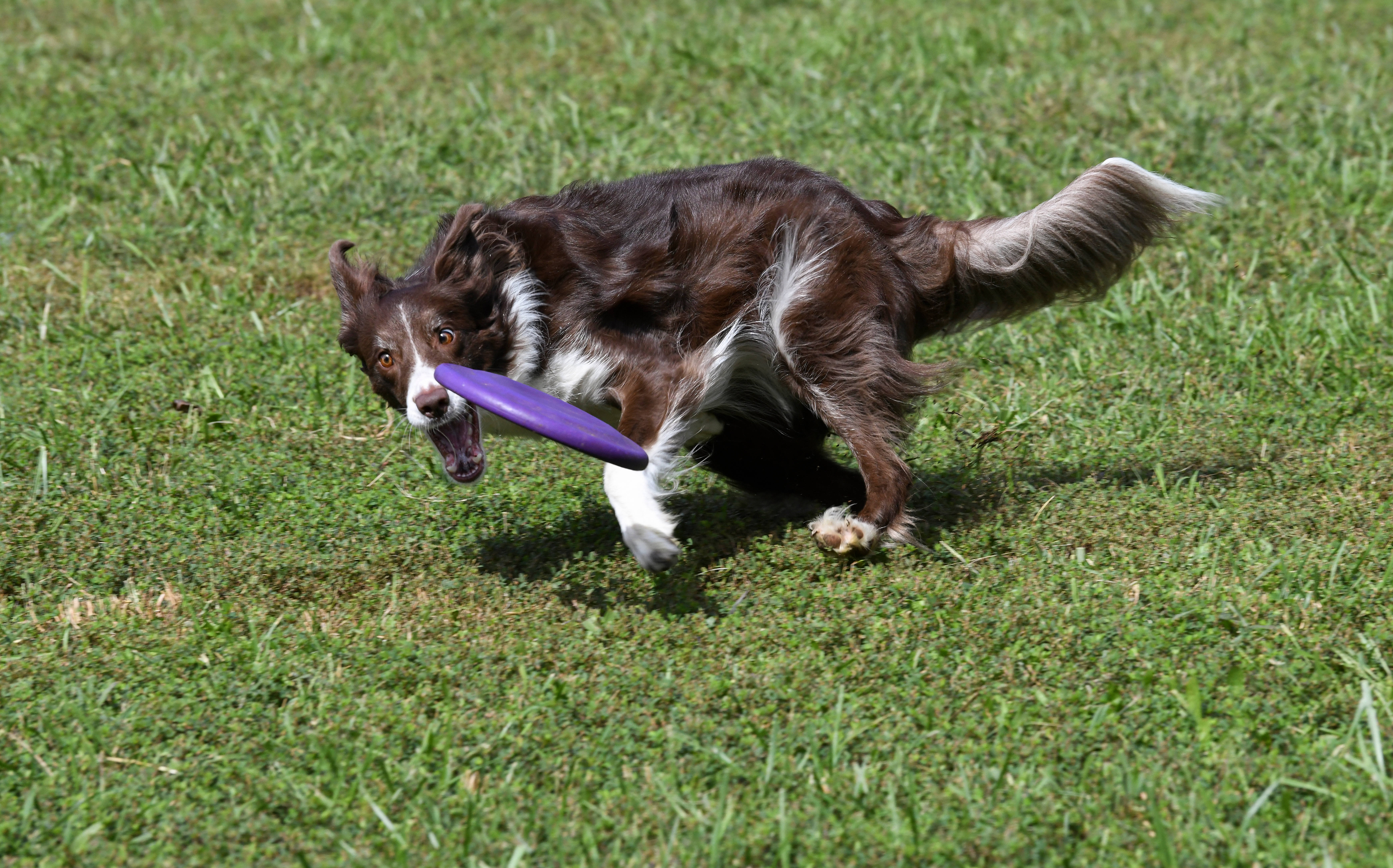 Frisbee 桌布 壁紙 — 一隻棕白相間的邊境牧羊犬叼著紫色飛盤在鮮綠的草地上奔跑。