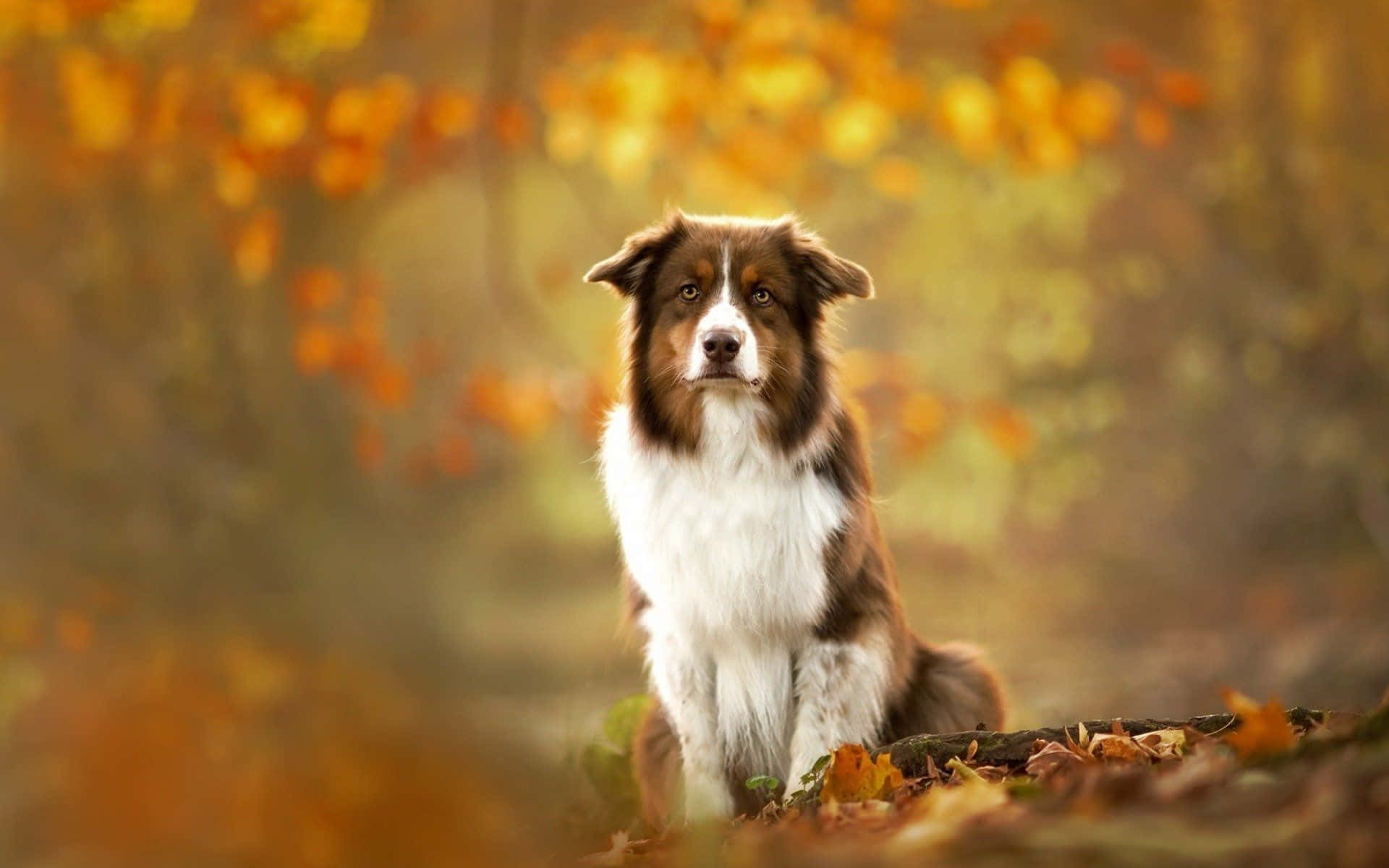 狗 桌布 壁紙 — 一隻棕白相間的邊境牧羊犬在陽光普照、金黃樹葉的秋日森林中專注地坐著。