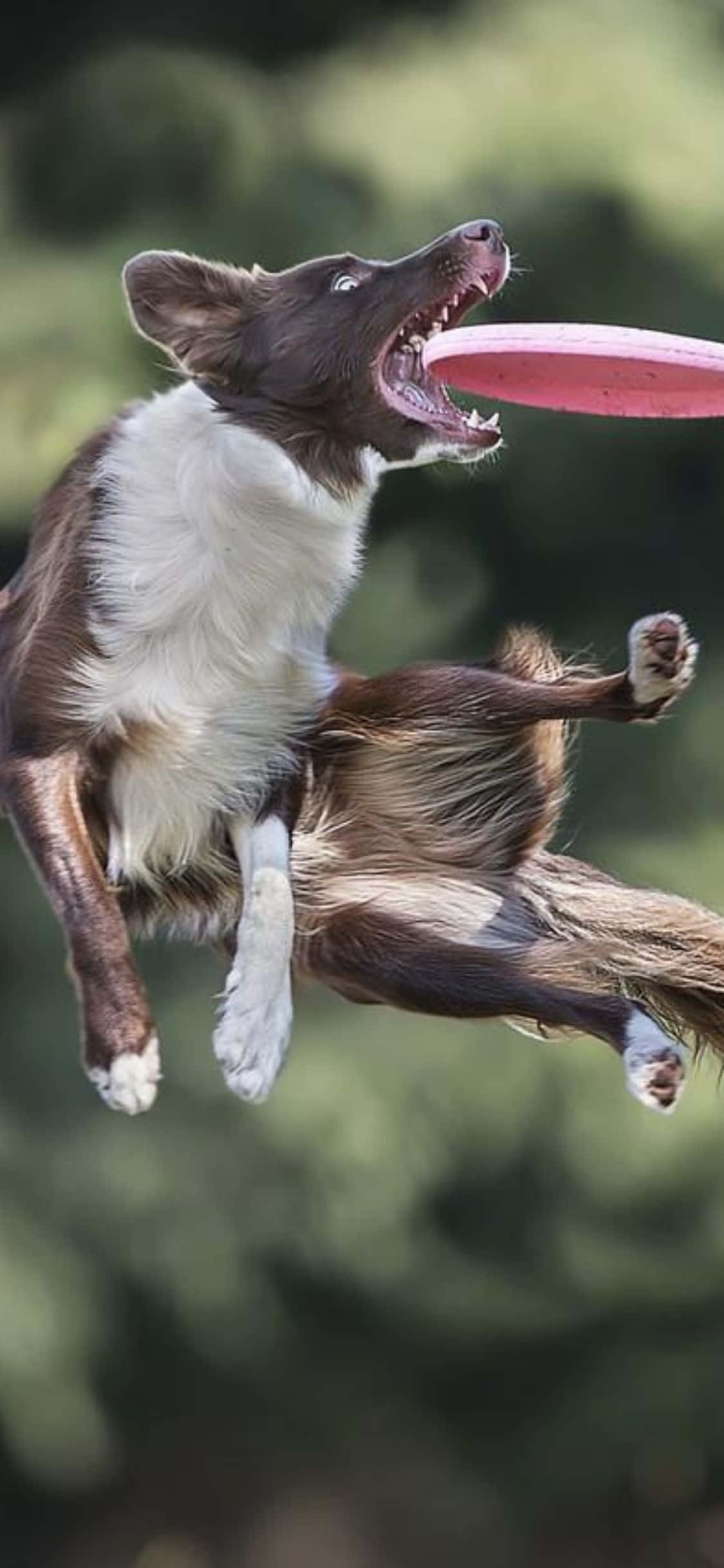 iPhone Xs Frisbee 桌布 壁紙 — 一隻棕白相間的邊境牧羊犬張開嘴巴躍起，在模糊的綠色背景下接住一個粉紅色飛盤。