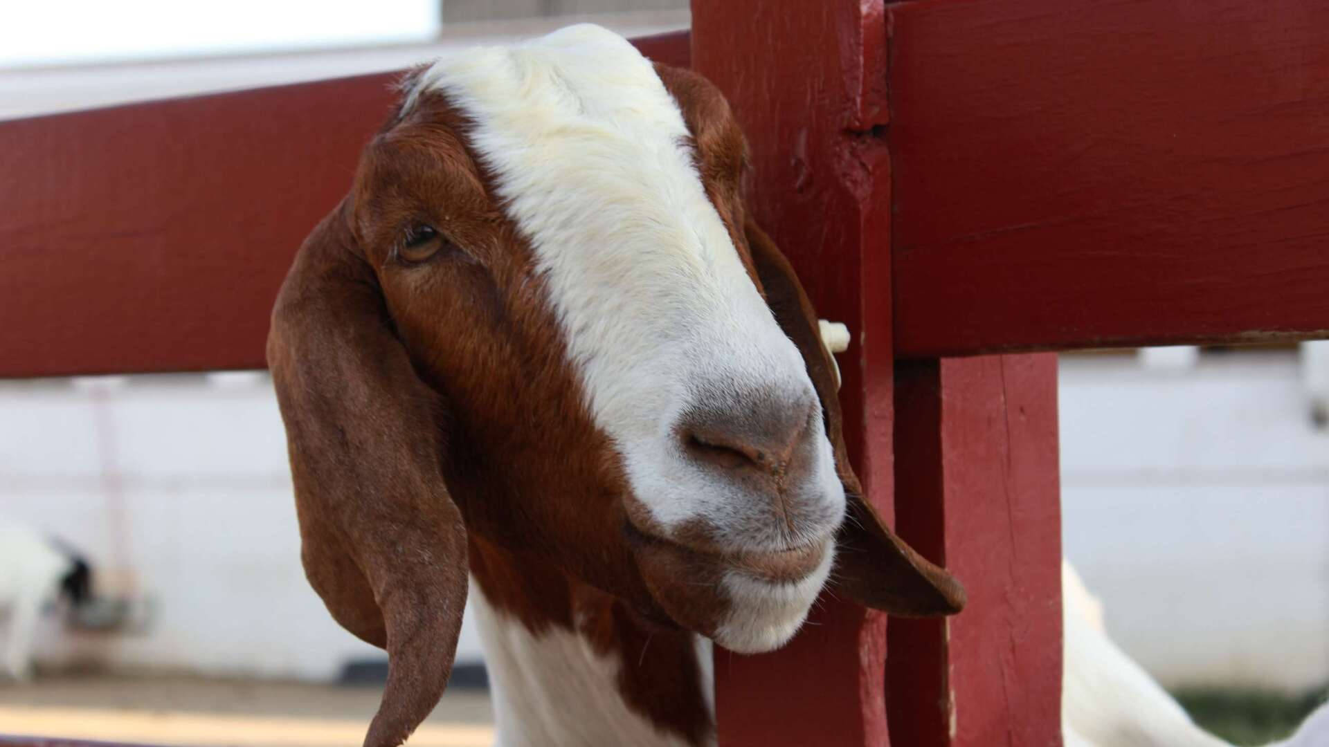 Goat 桌布 壁紙 — 一隻棕白色、長有長垂耳的山羊從紅色木柵欄縫隙中探出頭來的特寫。