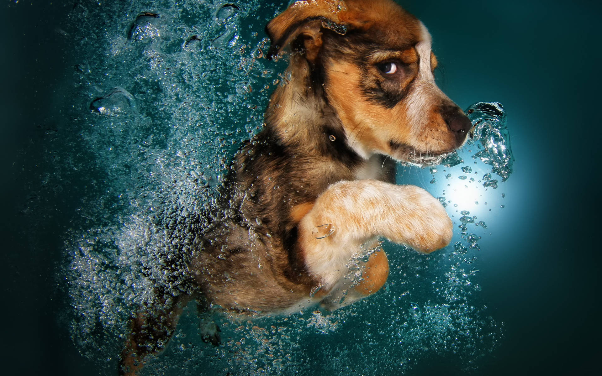 Swimming 桌布 壁紙 — 一隻棕白色小狗在藍綠色泳池中游泳，氣泡在牠的臉周圍旋轉。