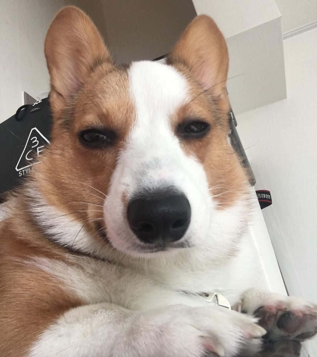 Corgi Funny 桌布 壁紙 — 一隻棕白色柯基犬的近距離特寫，牠直接看著鏡頭，表情放鬆。