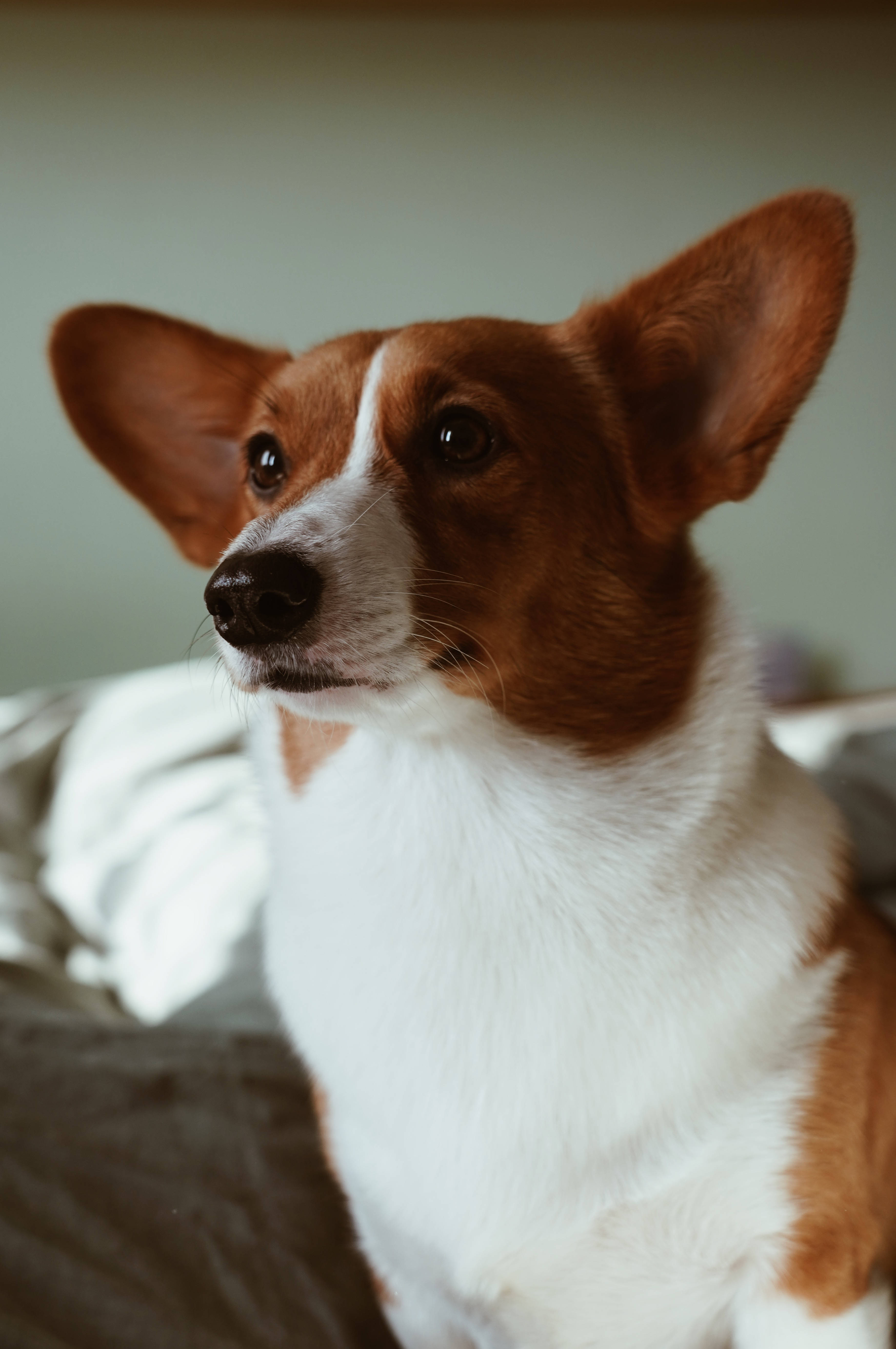 柯基 桌布 壁紙 — 一隻棕白色柯基犬豎起耳朵，專注地向上凝視，背景柔和模糊的近距離特寫。