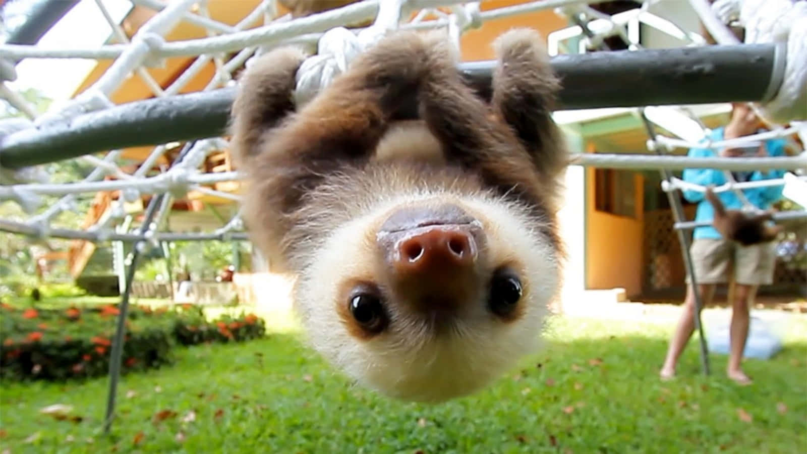 動物 桌布 壁紙 — 一隻棕白色樹懶以好奇的表情倒掛在遊樂場設施上的特寫。