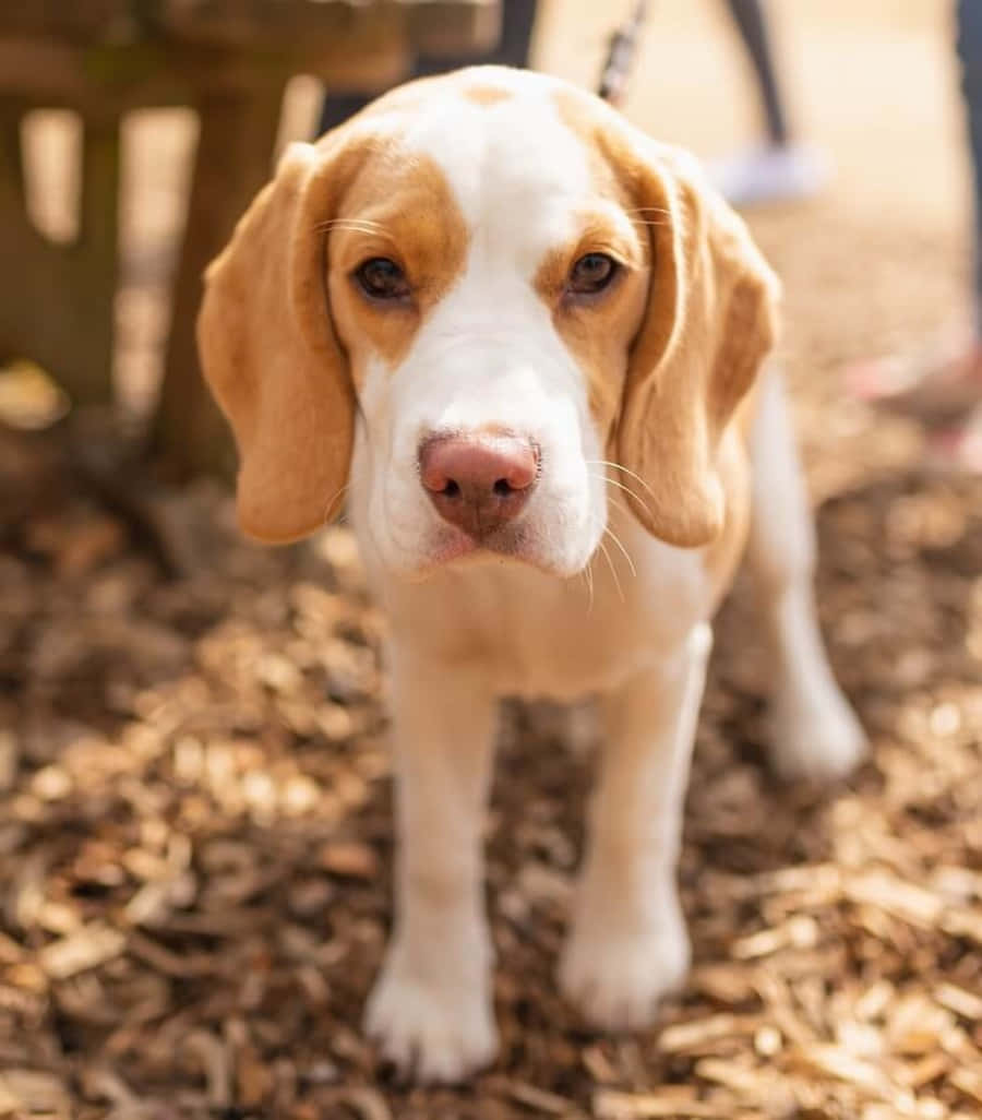 米格魯 桌布 壁紙 — 一隻棕白色比格犬幼犬的近距離特寫，牠站在木屑上，用柔軟的棕色眼睛直視鏡頭。