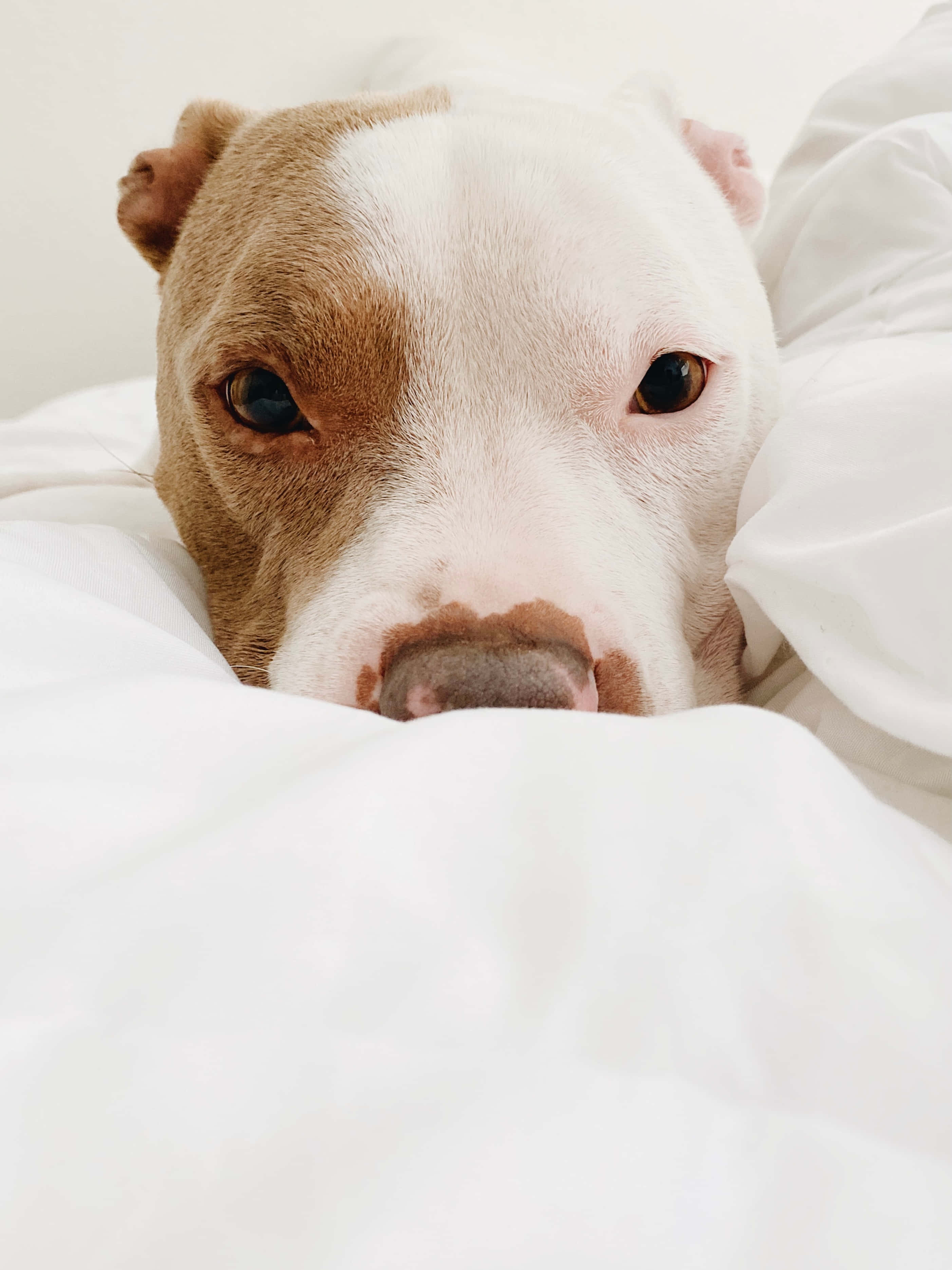 狗 桌布 壁紙 — 一隻棕白色毛髮的比特犬幼犬從柔軟的白色毯子下探出頭來的特寫。