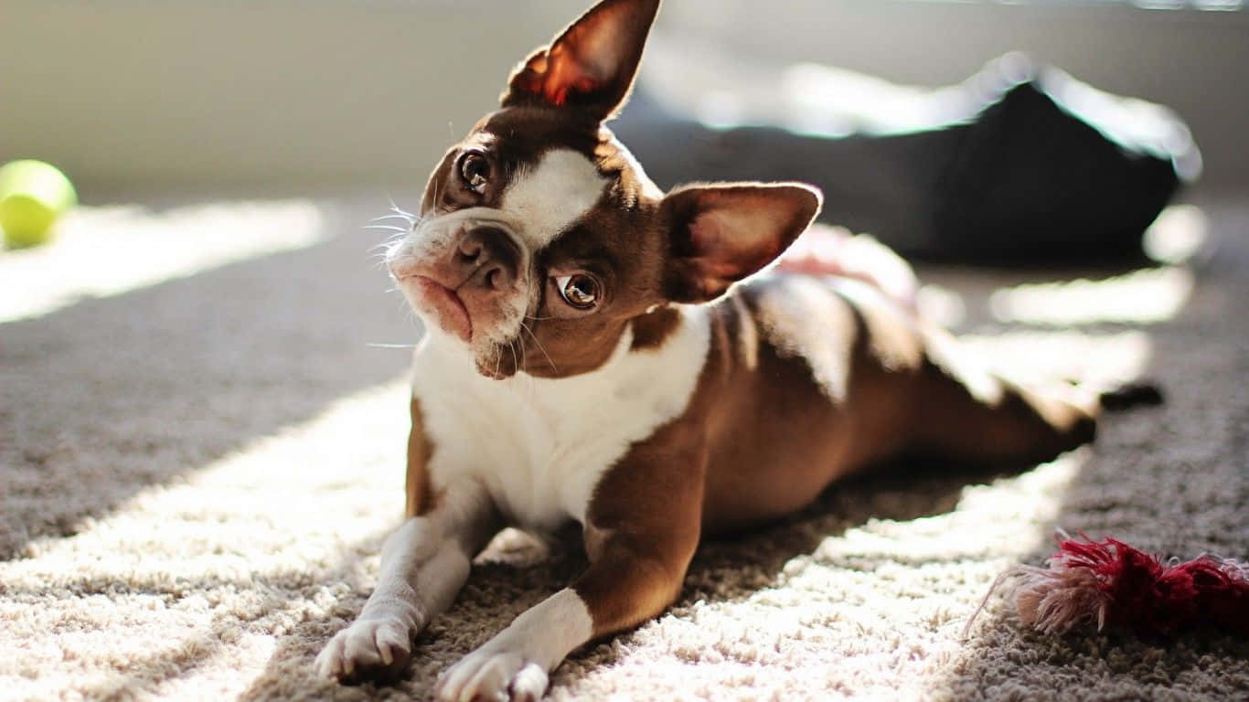 boston terrier 桌布 壁紙 — 一隻棕白色波士頓㹴幼犬躺在陽光照射的地毯上，睜大眼睛、豎起耳朵向上看。