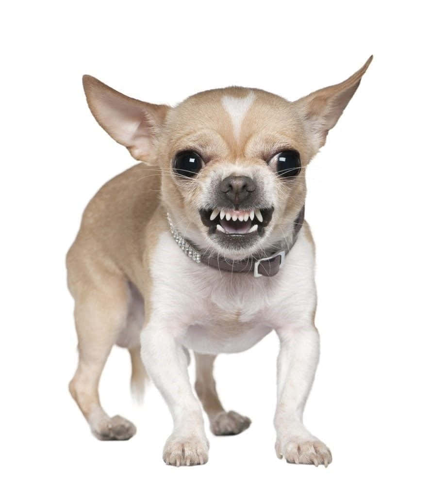 Chihuahua 桌布 壁紙 — 一隻棕白色的吉娃娃，有大眼睛和露出牙齒，在純白背景前警覺地站著。