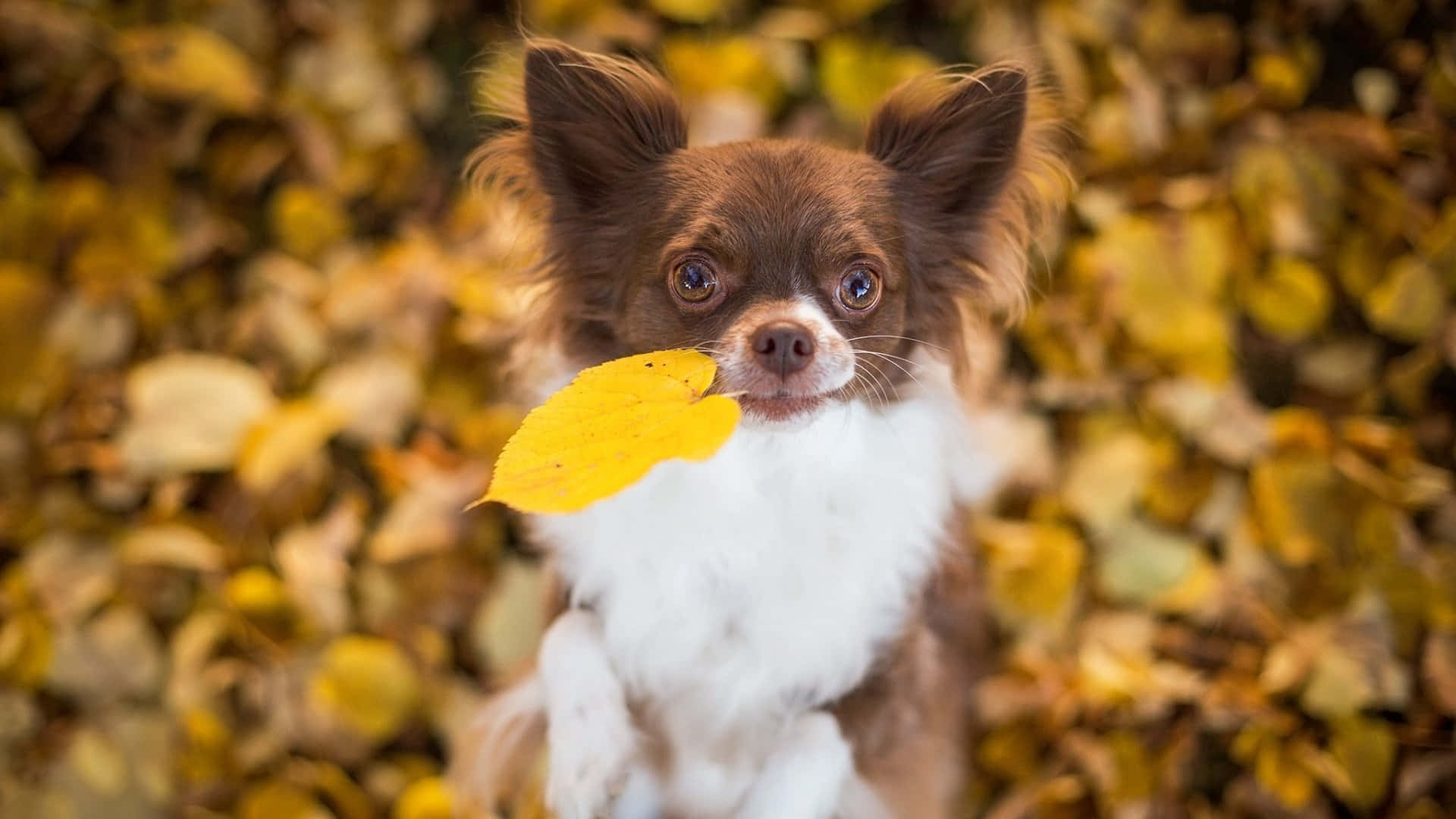 Chihuahua 桌布 壁紙 — 一隻棕白色的吉娃娃幼犬在柔和焦點的秋葉毯中叼著一片鮮黃色的樹葉。
