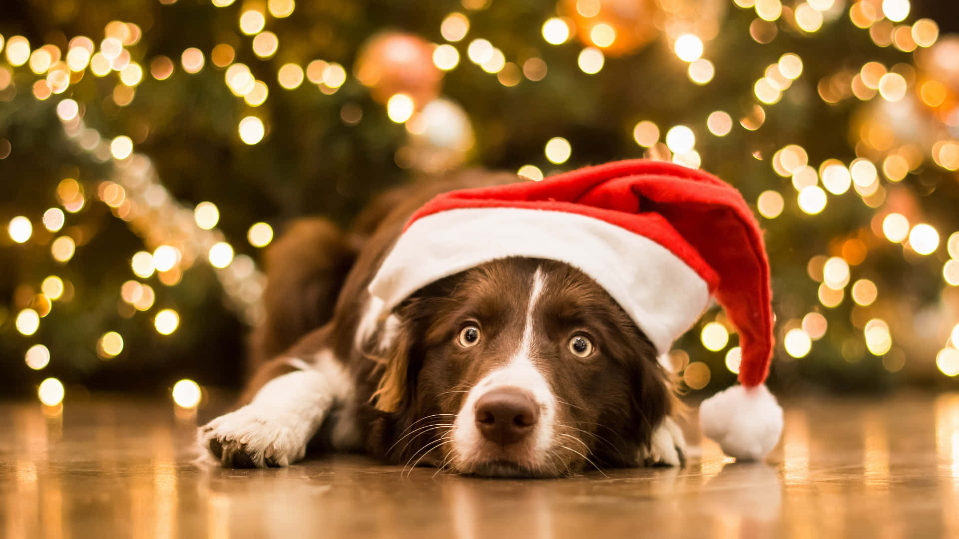 Santa Claus 桌布 壁紙 — 一隻棕白色的狗戴著紅色聖誕帽躺在木地板上，身後有模糊的聖誕樹和溫暖的燈光。