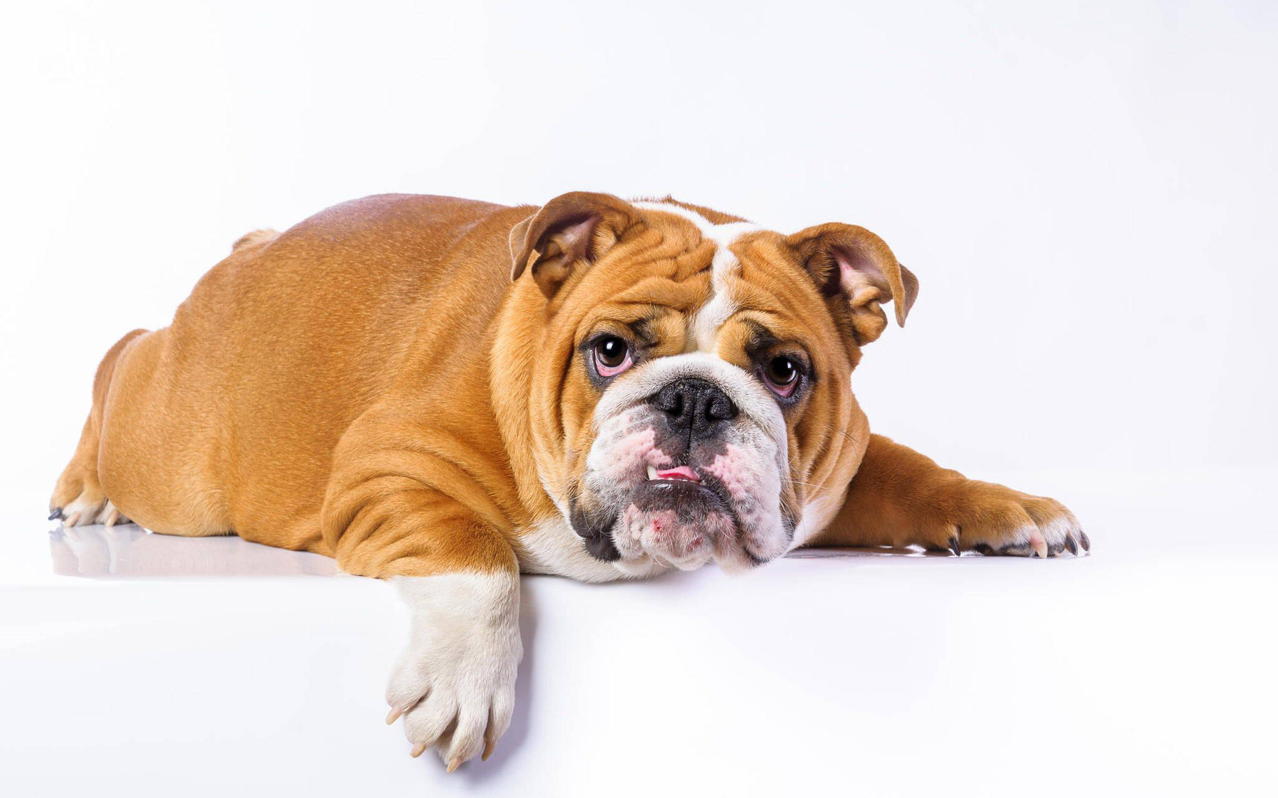 Bulldog 桌布 壁紙 — 一隻棕白色的英國鬥牛犬放鬆地躺在白色表面上，眼神柔和專注。