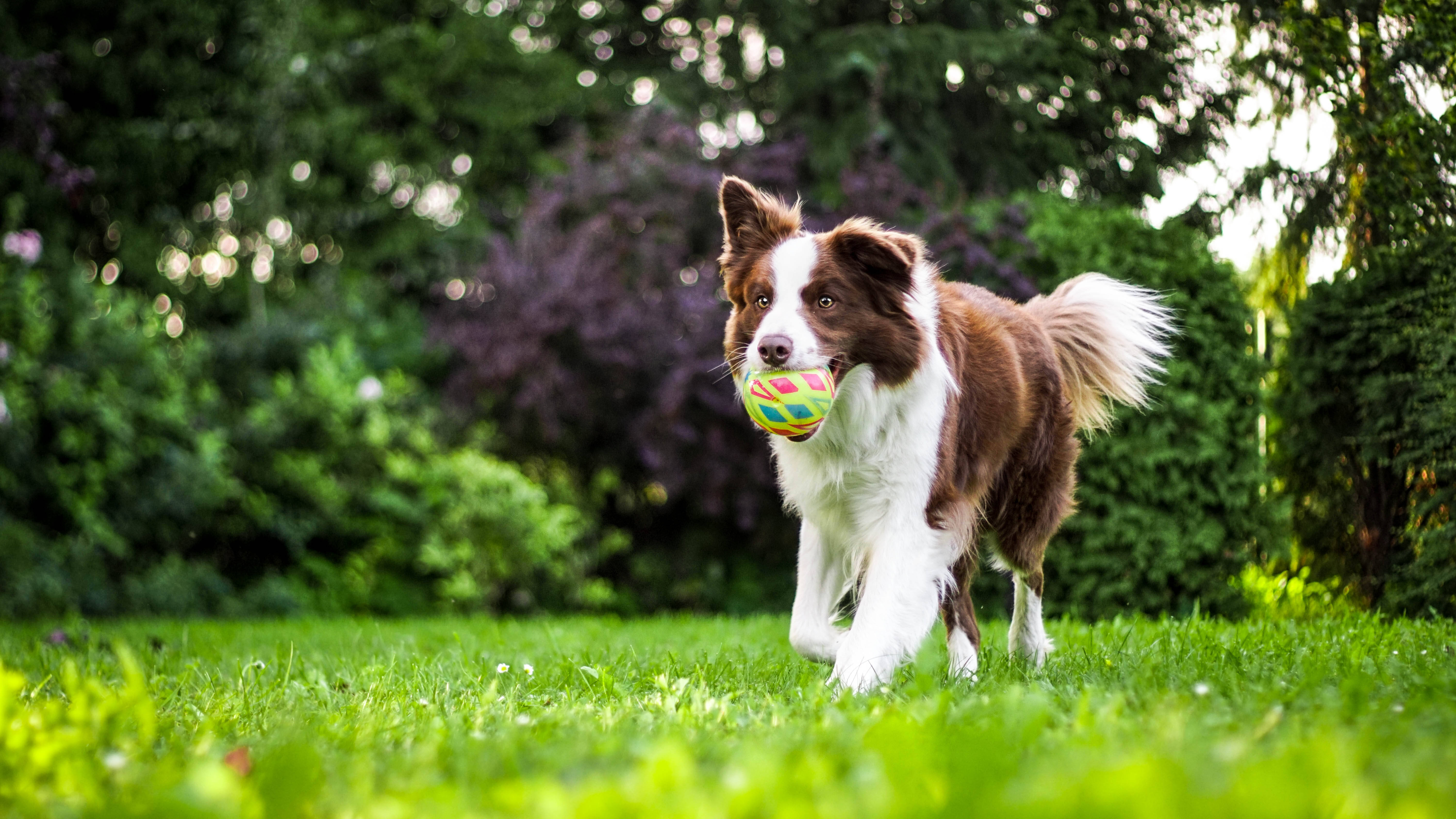 狗 桌布 壁紙 — 一隻棕白色的邊境牧羊犬在充滿活力的綠色草地上奔跑，嘴裡叼著一個彩色球。