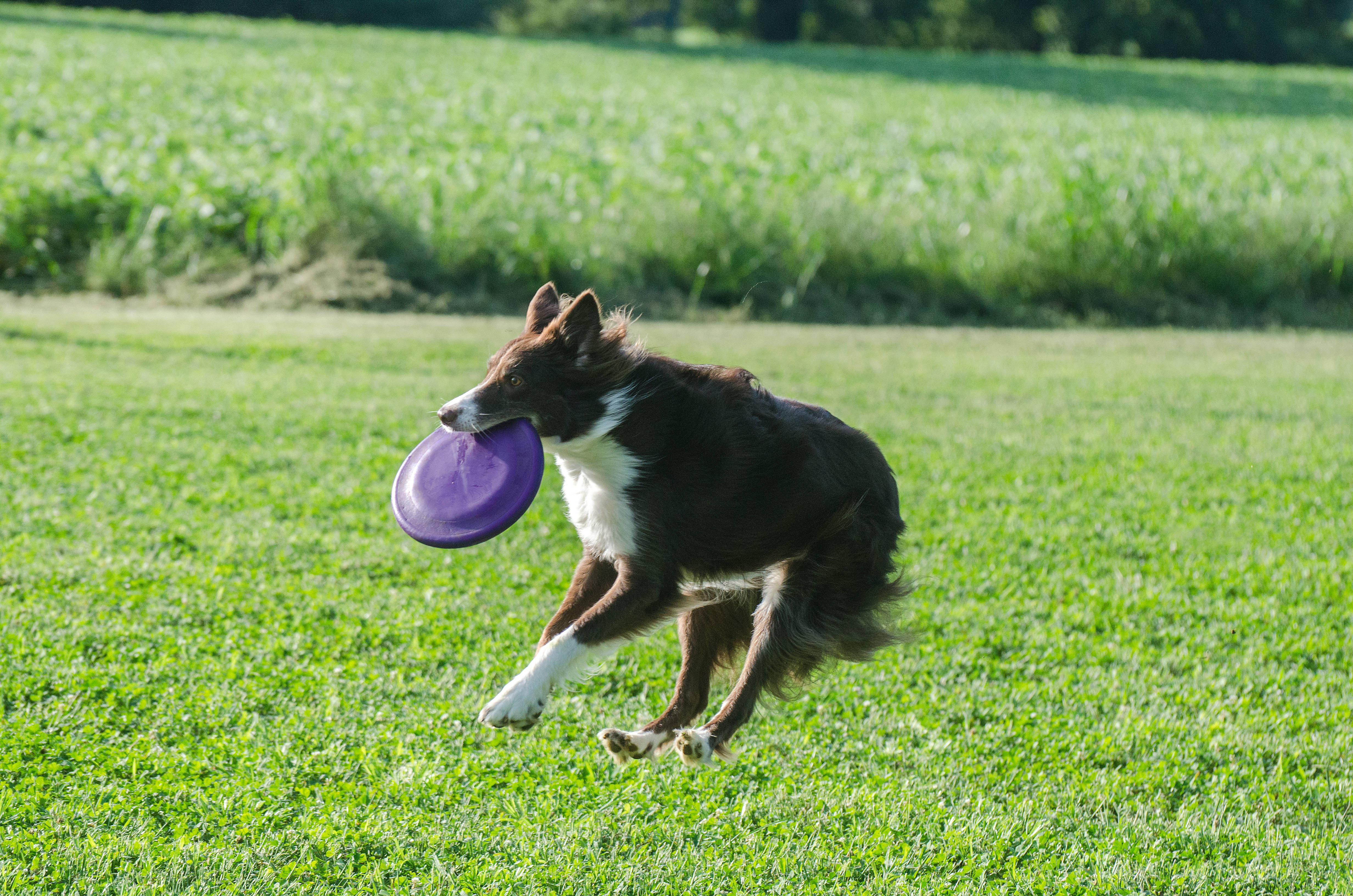 Frisbee 桌布 壁紙 — 一隻棕白色的邊境牧羊犬在陽光明媚的綠色田野上奔跑，嘴裡叼著一個紫色飛盤。