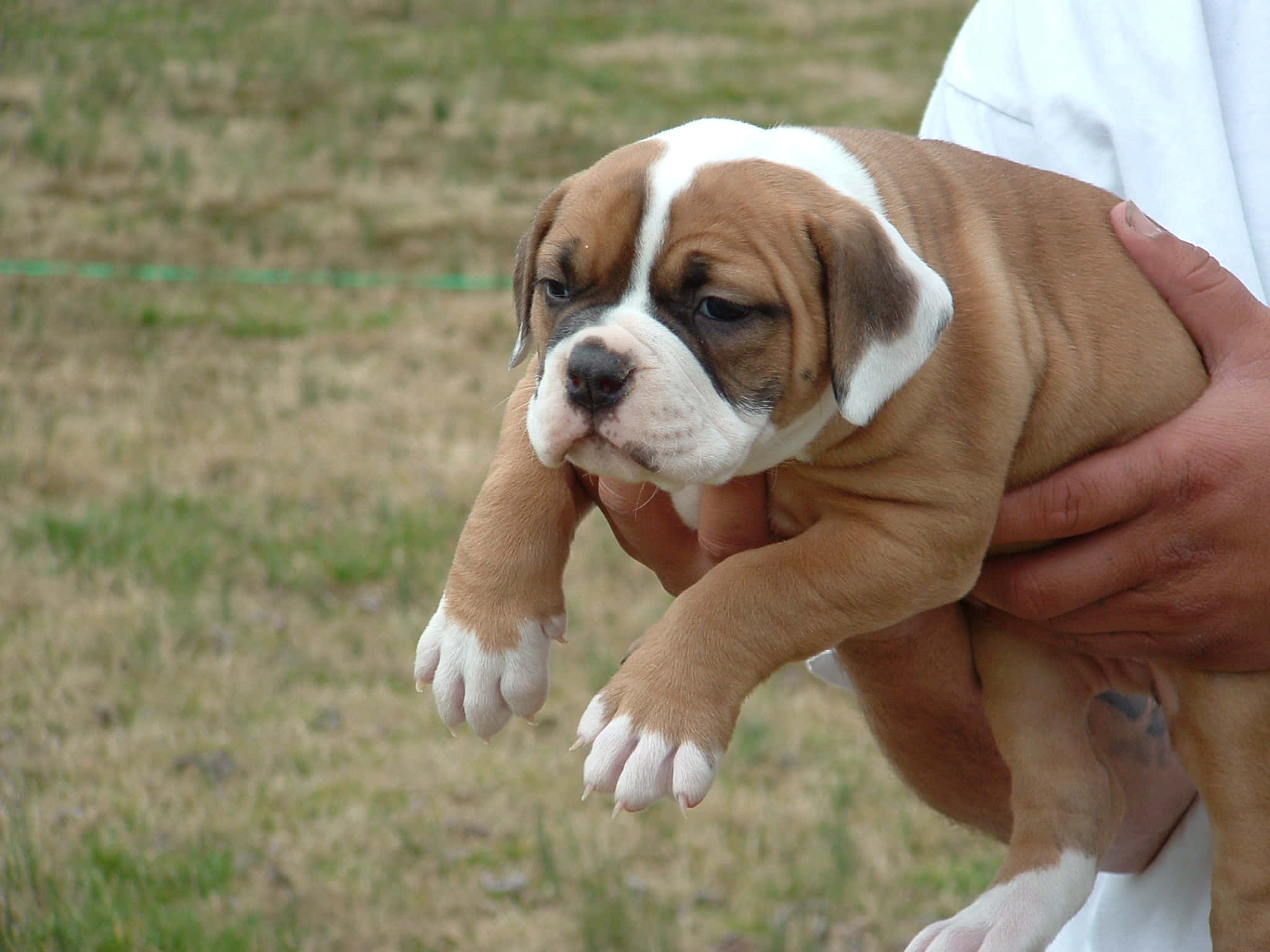 Bulldog 桌布 壁紙 — 一隻棕白色的鬥牛犬幼犬被人們的手輕輕托起，背景是模糊的草地。
